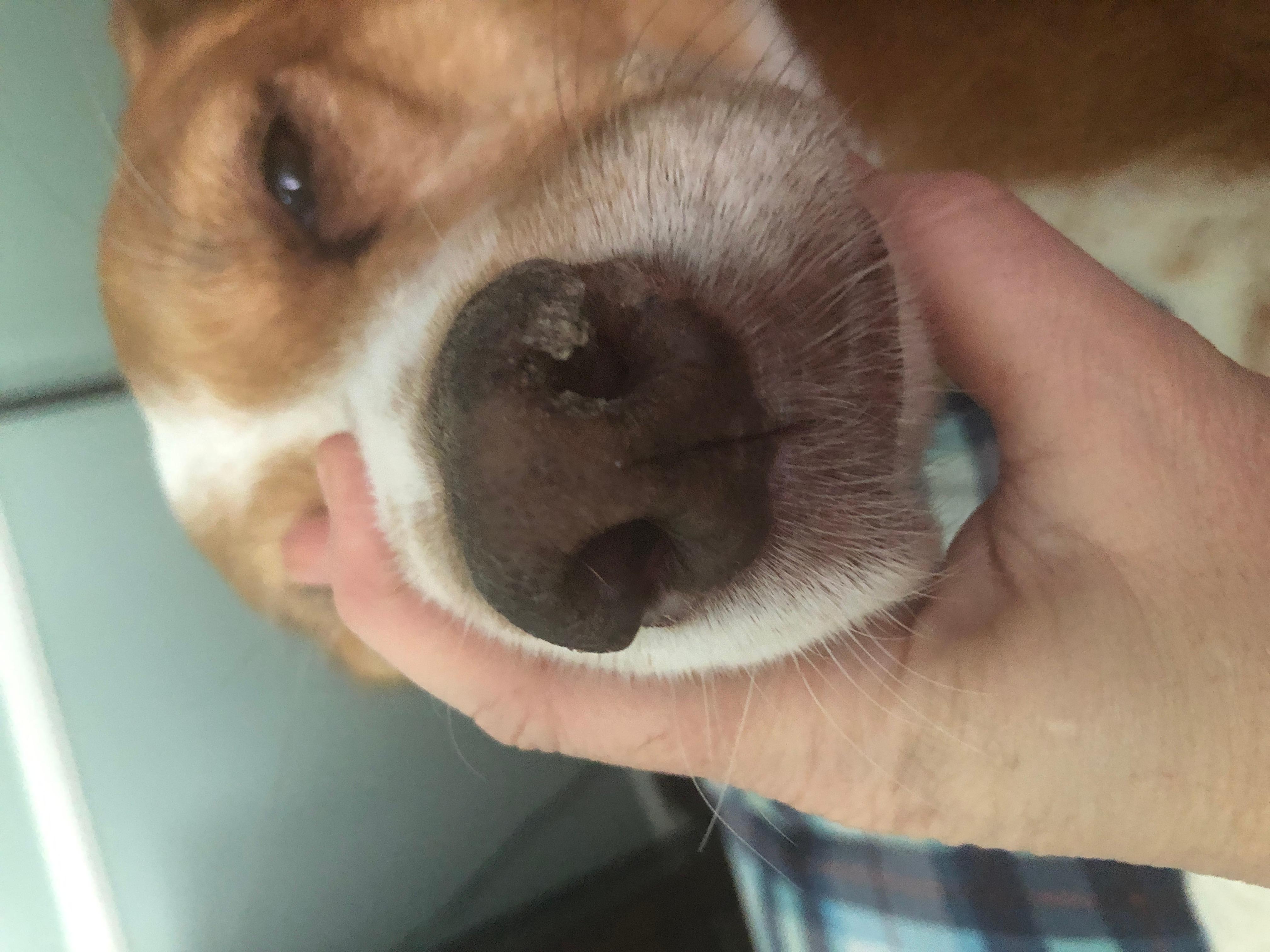 My dog has a swollen nostril growth and snores. What to do? Petco