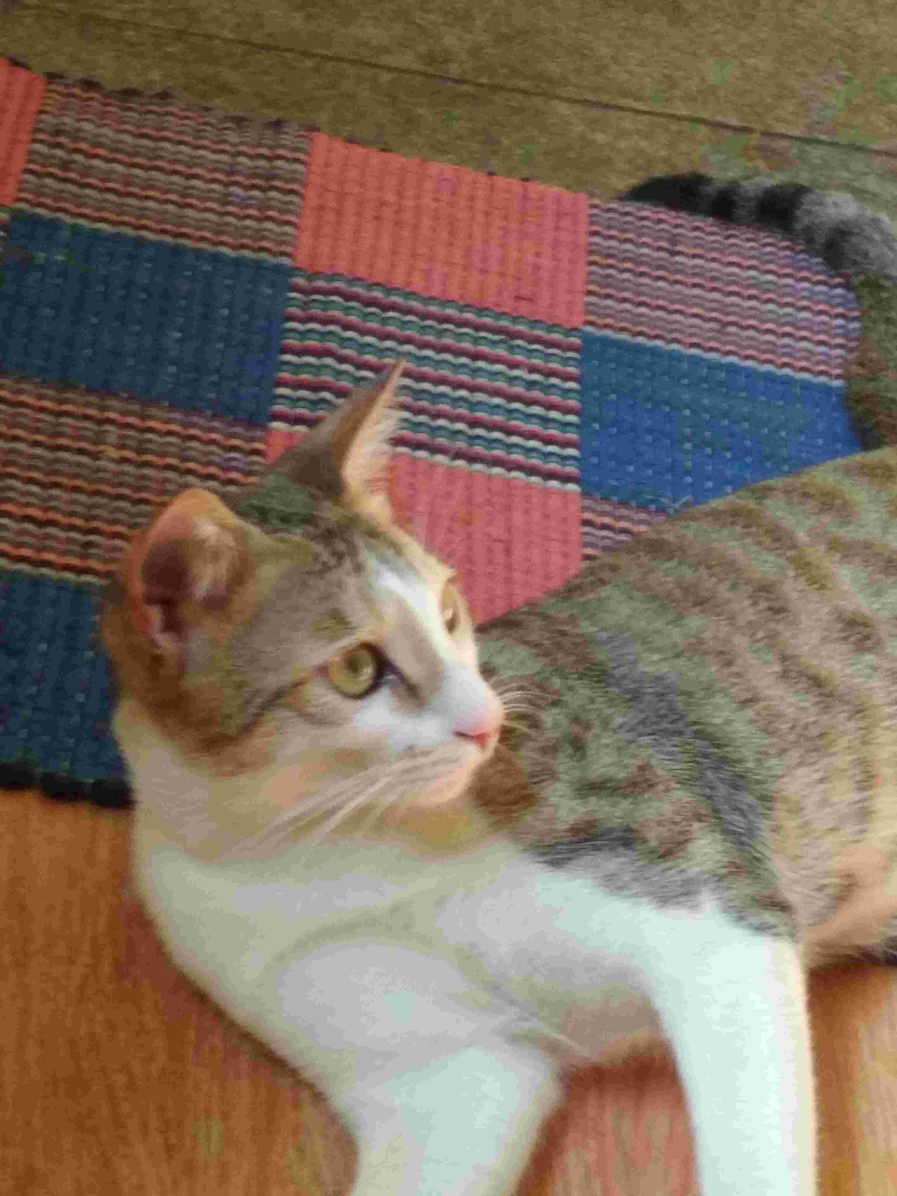 Photo inspiration: How To Stop Your 7 Month Old Neutered Cat From Photo Inspiration