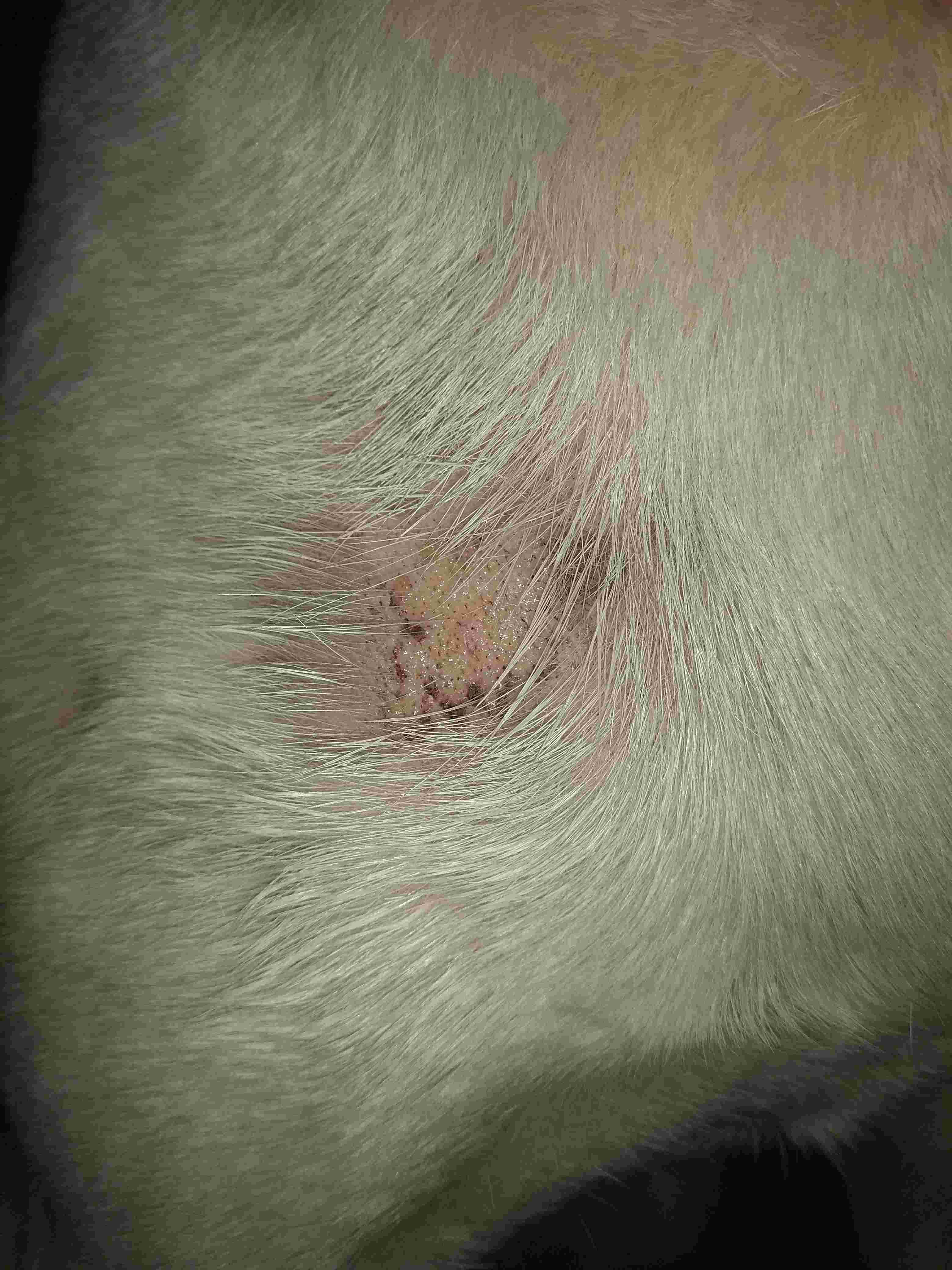 My Dog Has a Wound for Days: What Is It & How to Treat It? | Petco