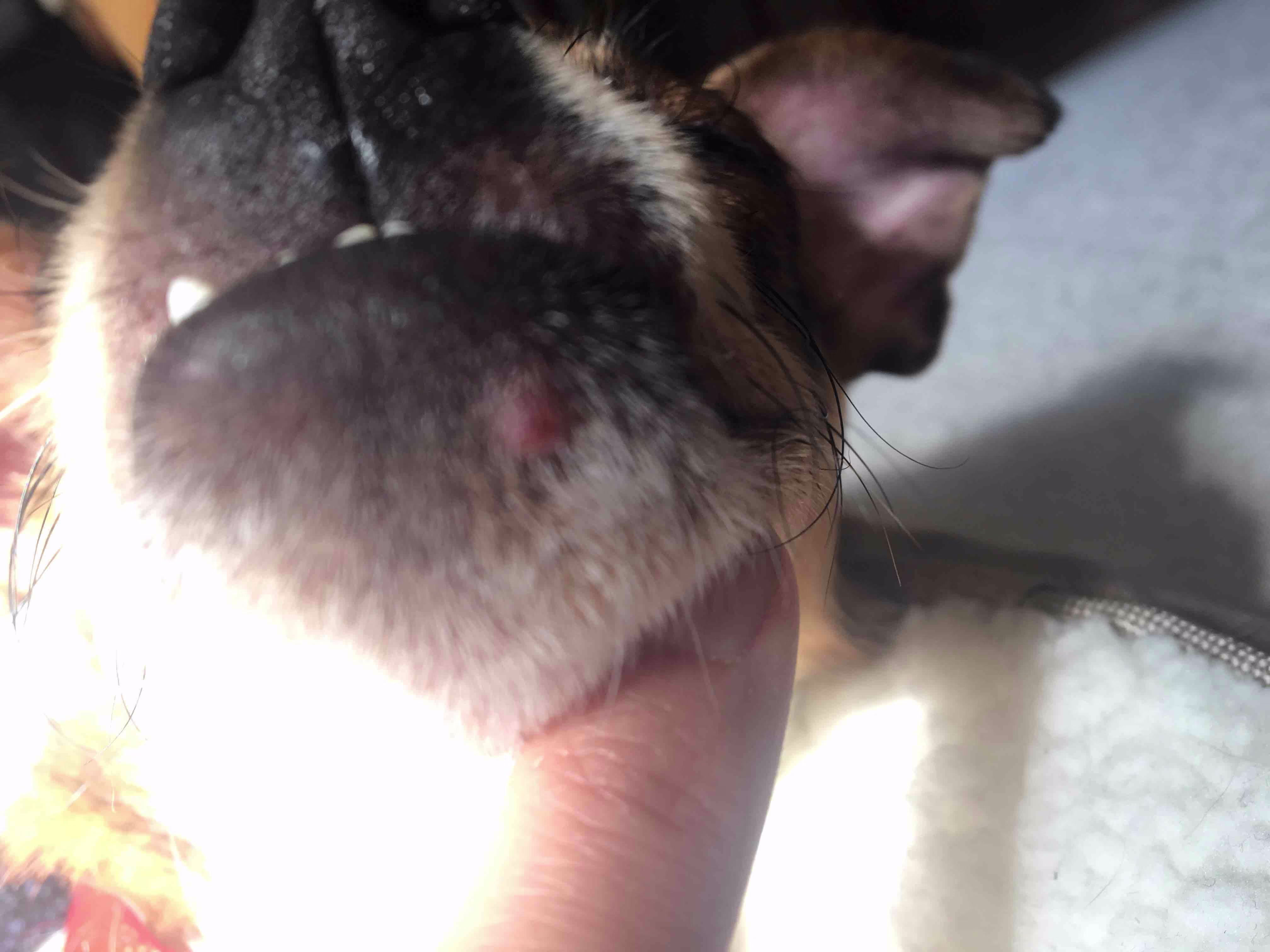 My Dog's Chin Bump, Dandruff, Itching, Shedding: What's Wrong? | Petco