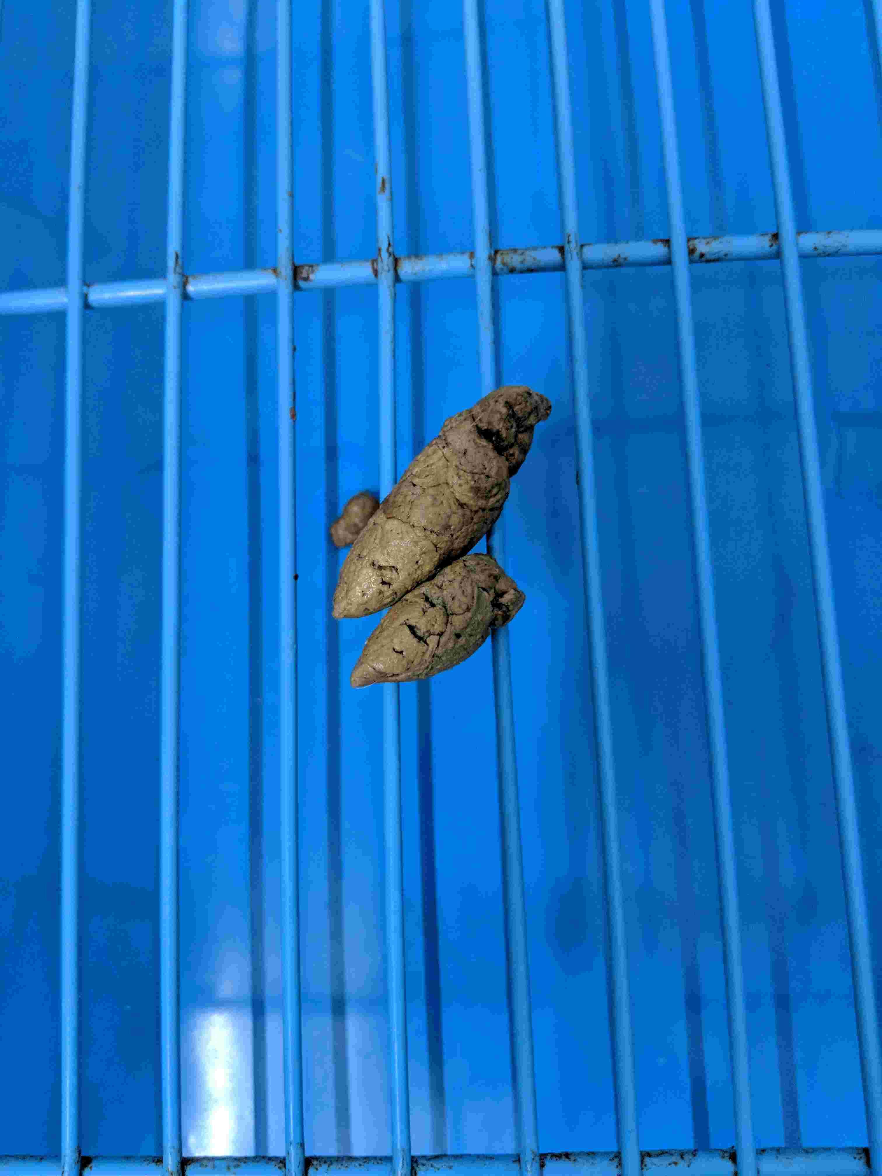 Puppy has light tan poop? Is she sick or dehydrated? | Petco