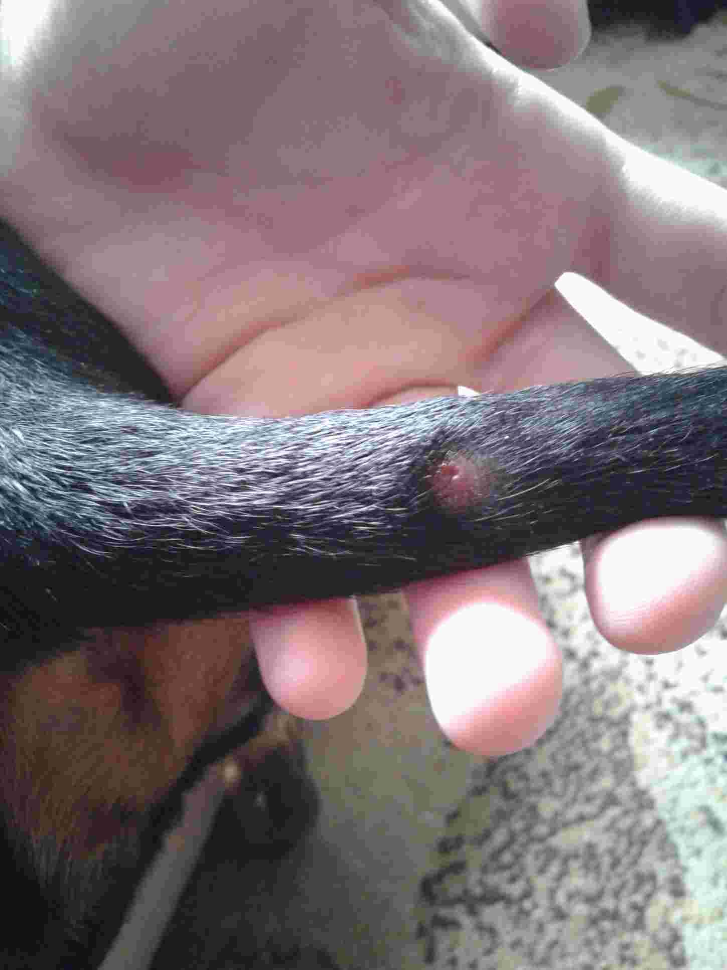 My Dog's Tail Has a Popped Bump: Is it Acne? Should I Worry? | Petco