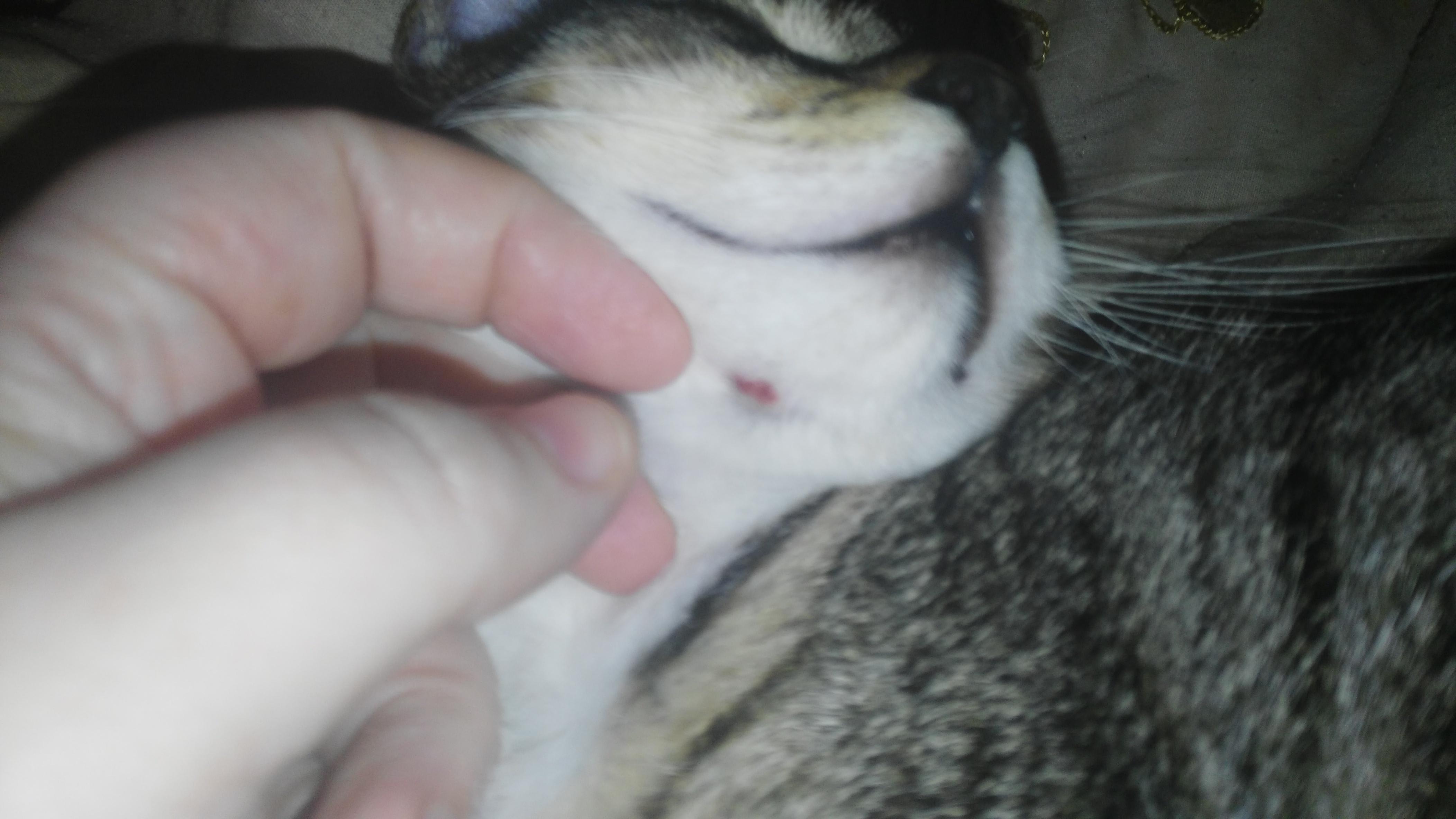 Kitten Scratching Red Bump on Chin? Find Out What to Do | Petco