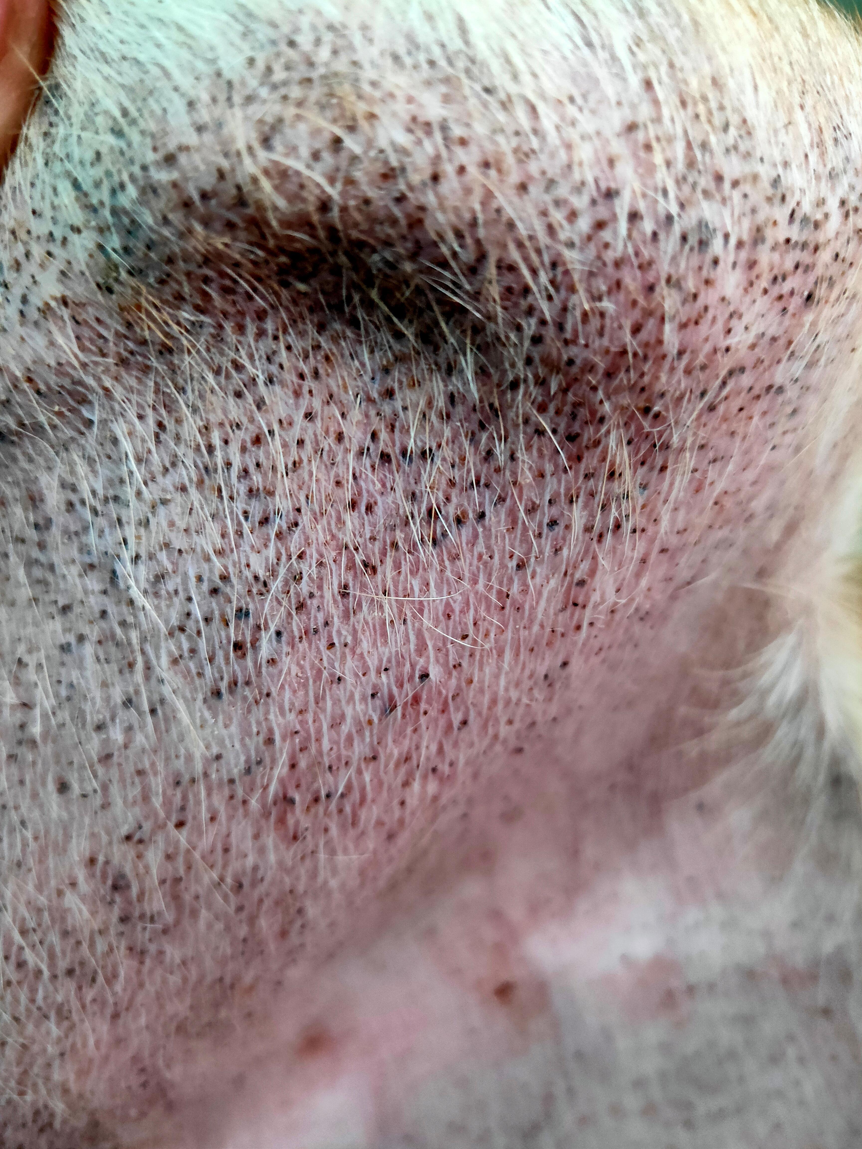 My dog has hair loss & black spots on her belly. What's wrong? | Petco