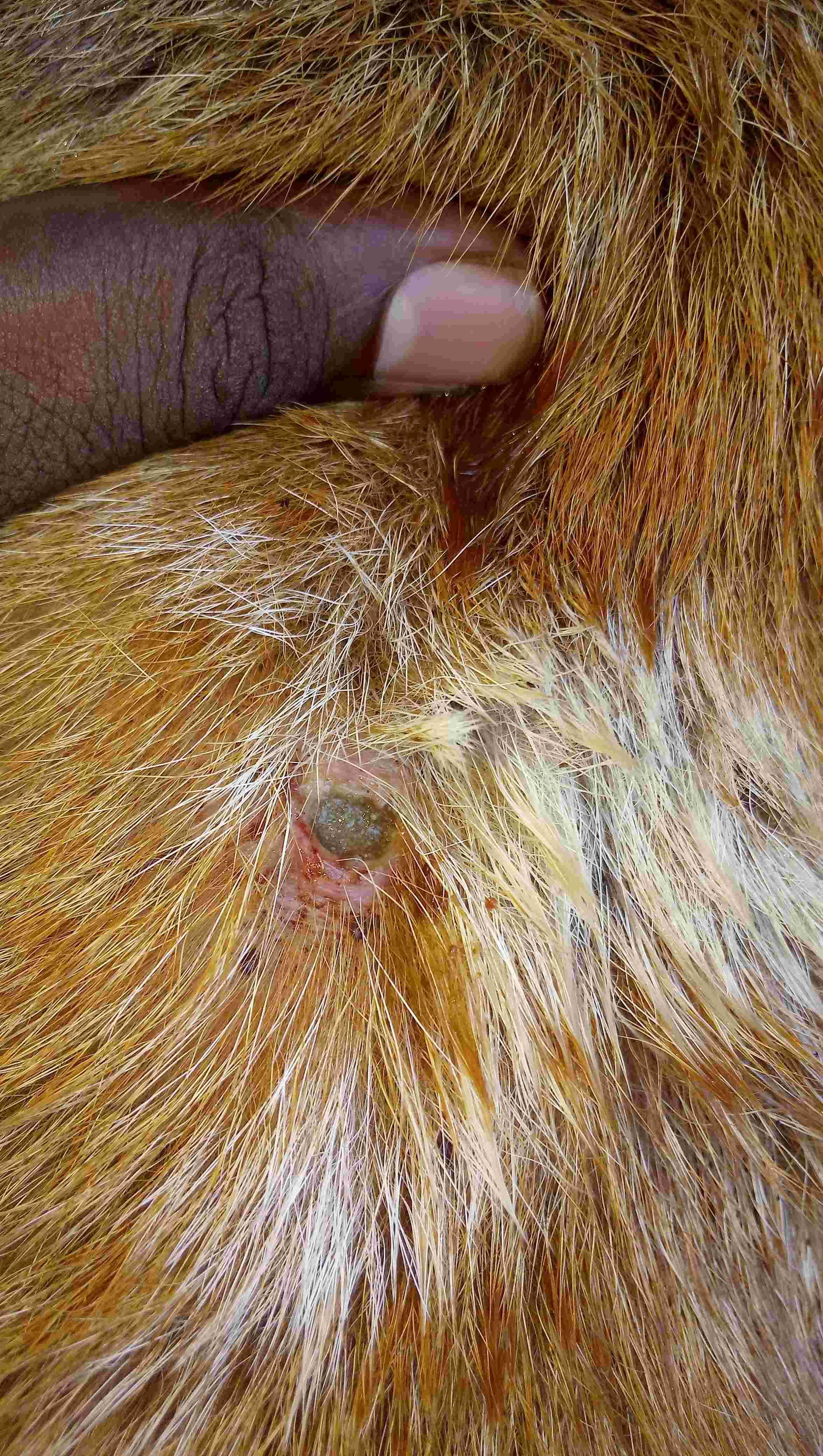 Is your pet's skin infected after sanitizer? What if it's maggots? | Petco