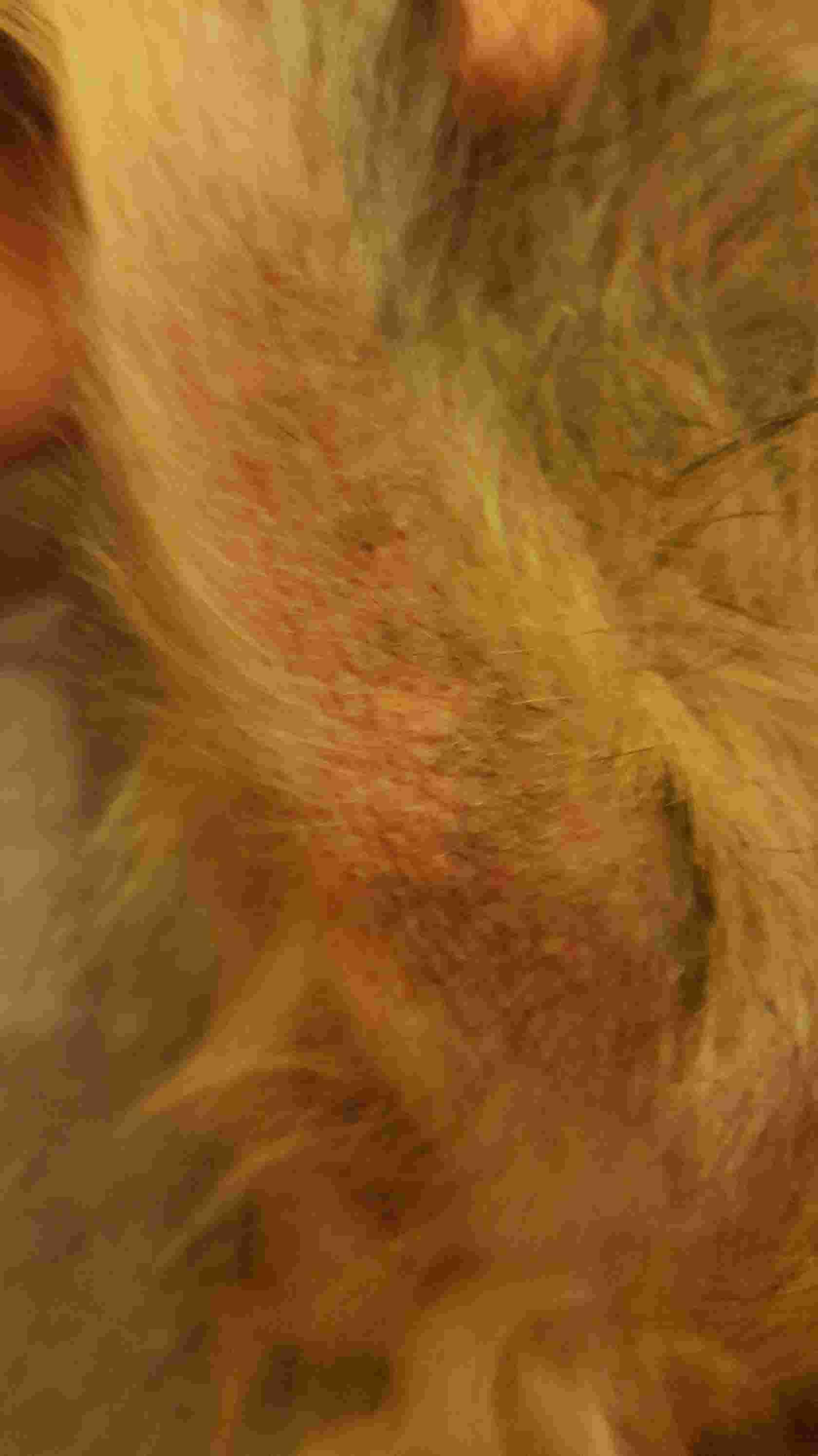 View of My Dog's Skin Irritation: What to Give & Is Paracetamol Safe? | Petco