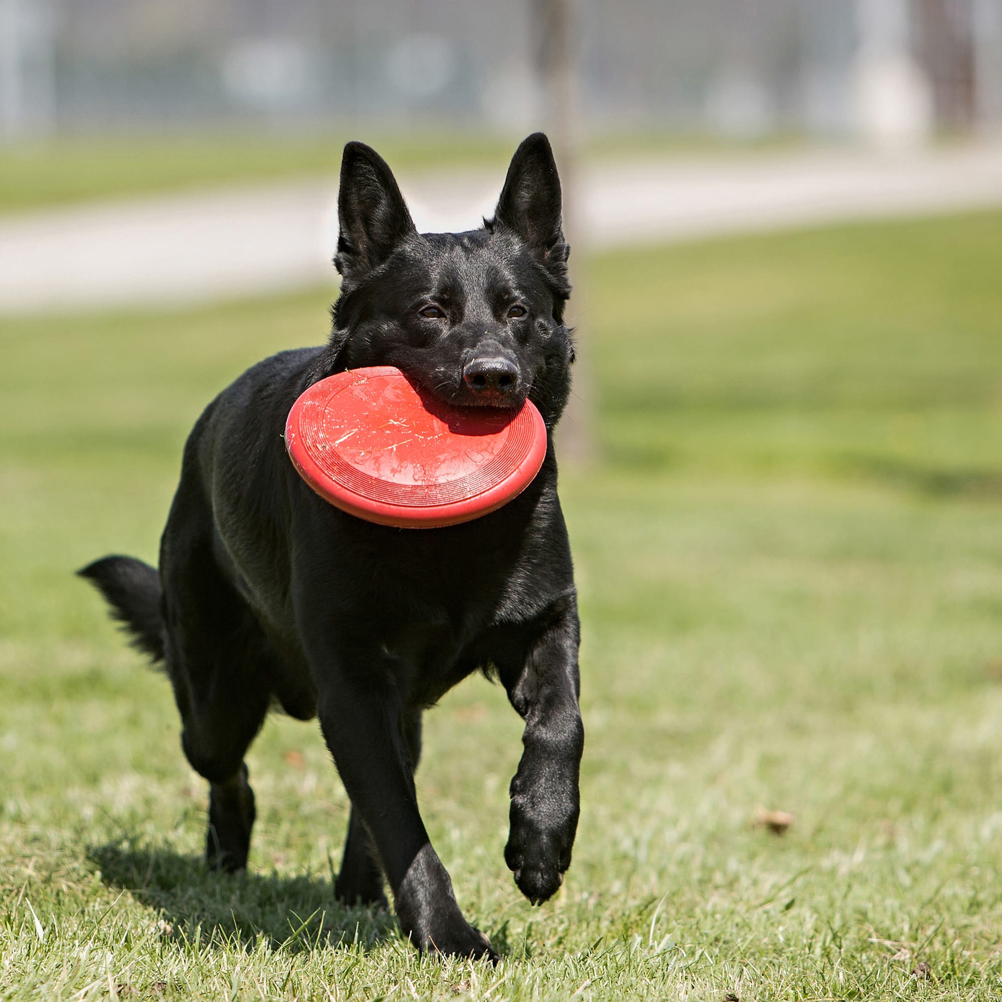 KONG Puppy Flyer Dog Toy, Color Varies 