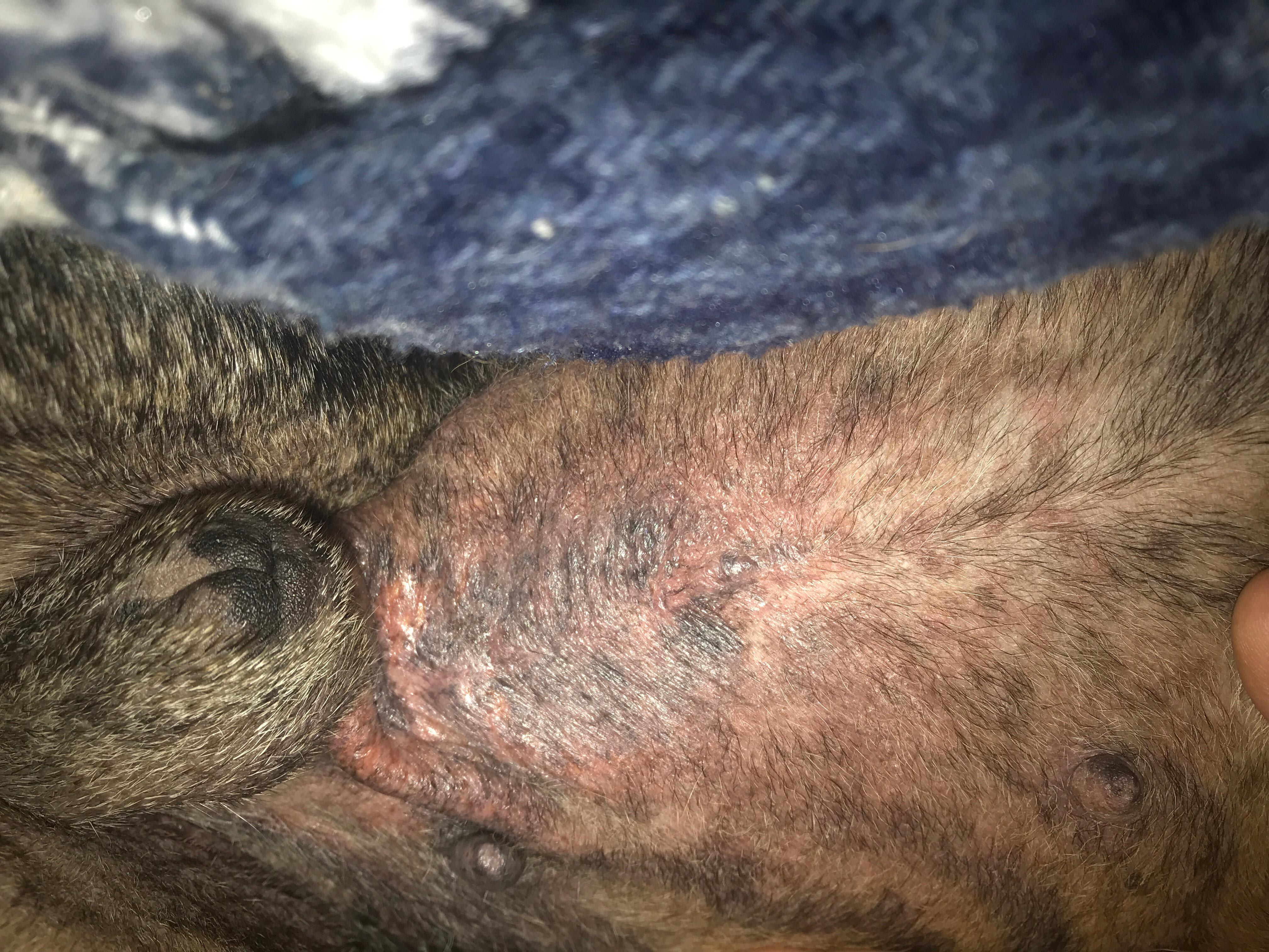 Why is my dog's red, dry, bleeding skin near his penis area? | Petco