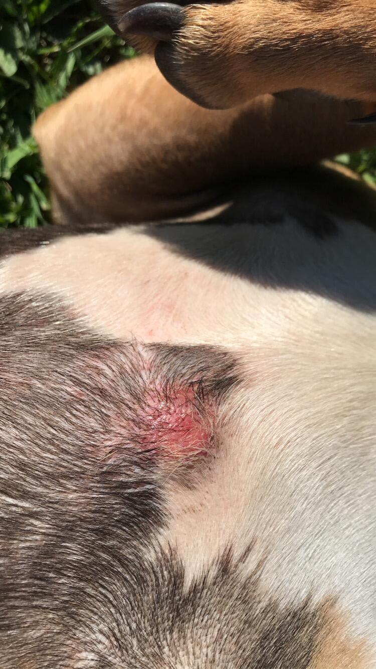 my-dog-has-a-red-lump-on-his-chest-when-to-see-a-vet-petco