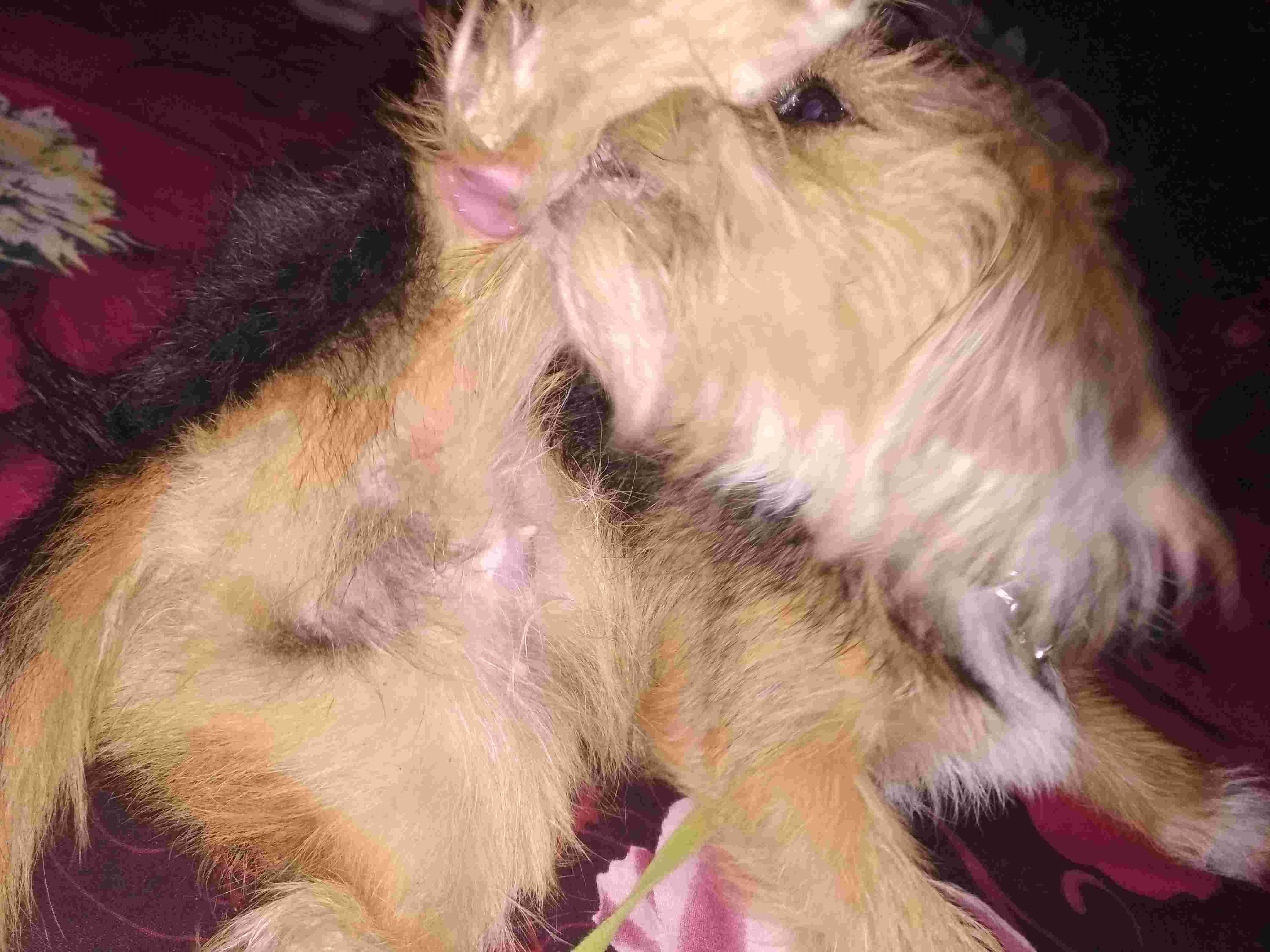 Why Is My Unspayed Dog s Vulva Swollen Is She In Heat Petco