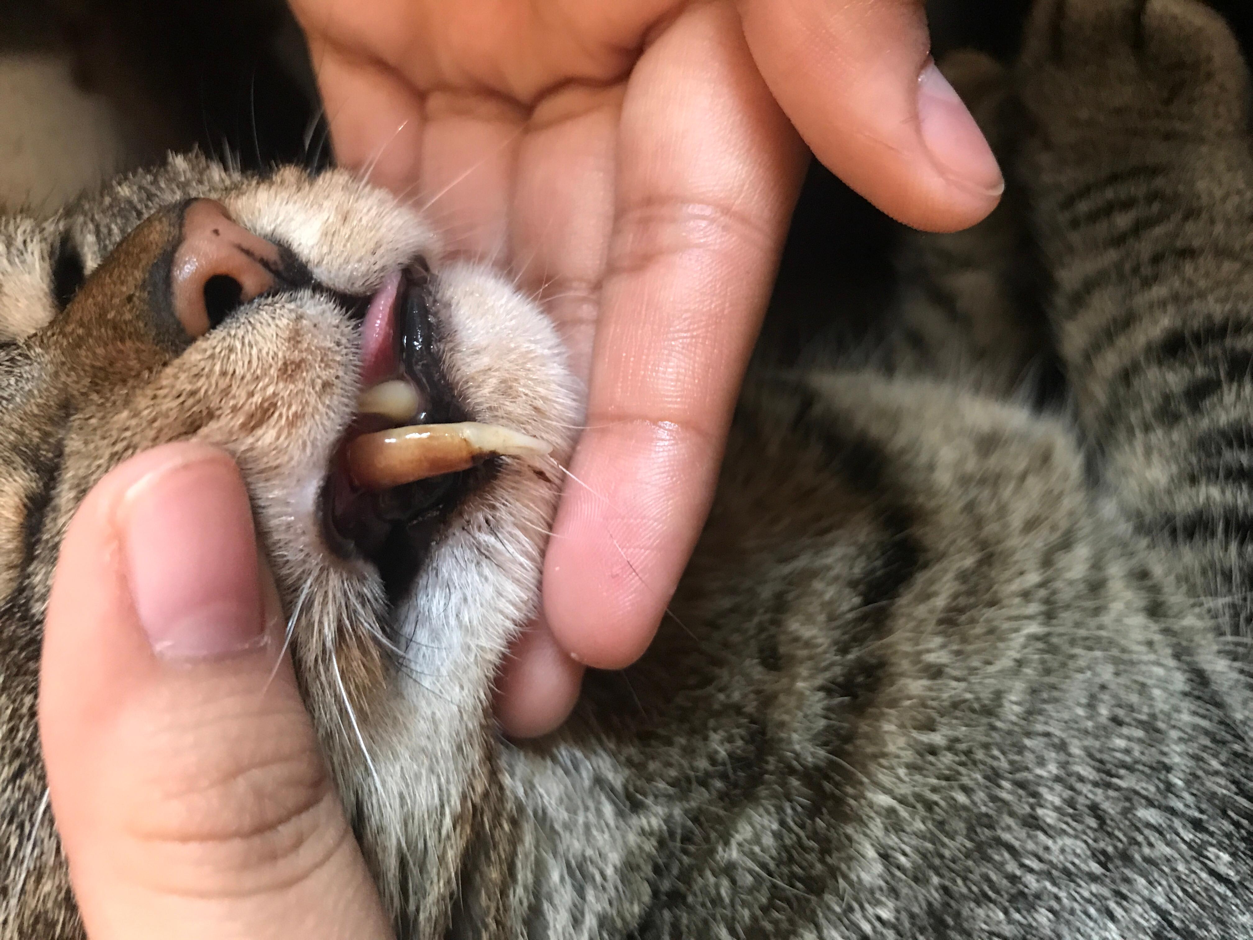 Is Your Cat's Tooth Too Long? Find Out If It's Normal & What to Do | Petco