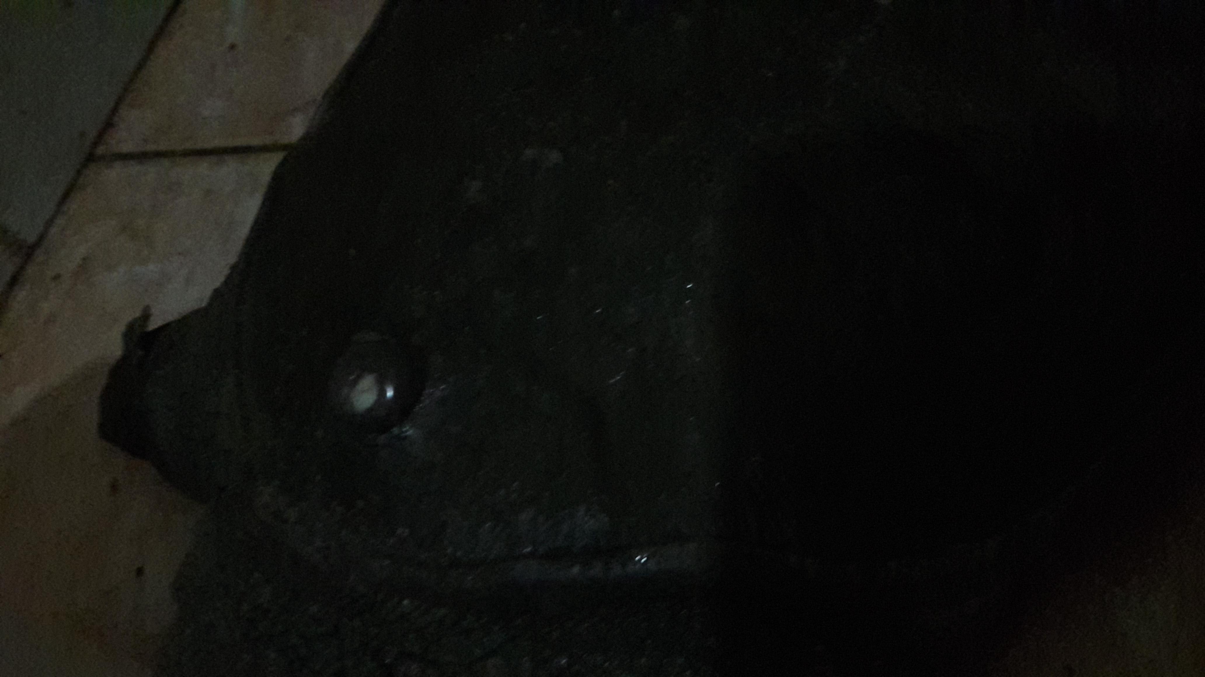 Softshell Turtle Shell Swollen with Hole? No Vet? Get Help Now | Petco