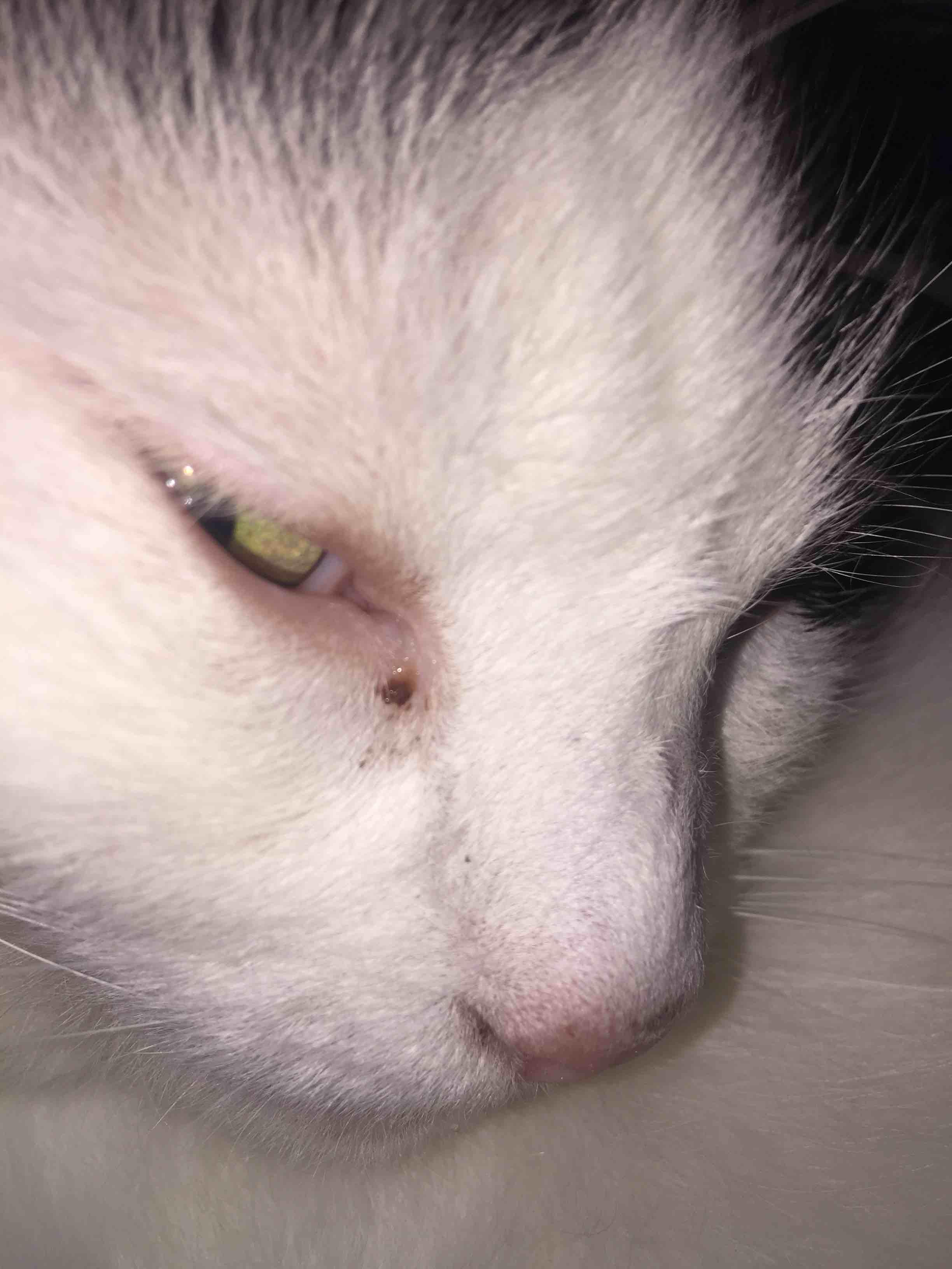My Cat's Eye Tears a Lot: What's Wrong When One or Both Tear? | Petco