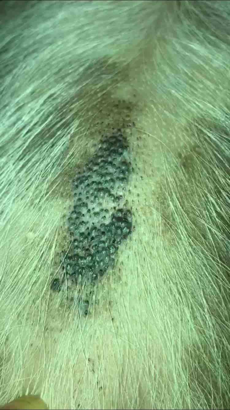 What are those blackhead-like bumps on your dog's chest? | Petco