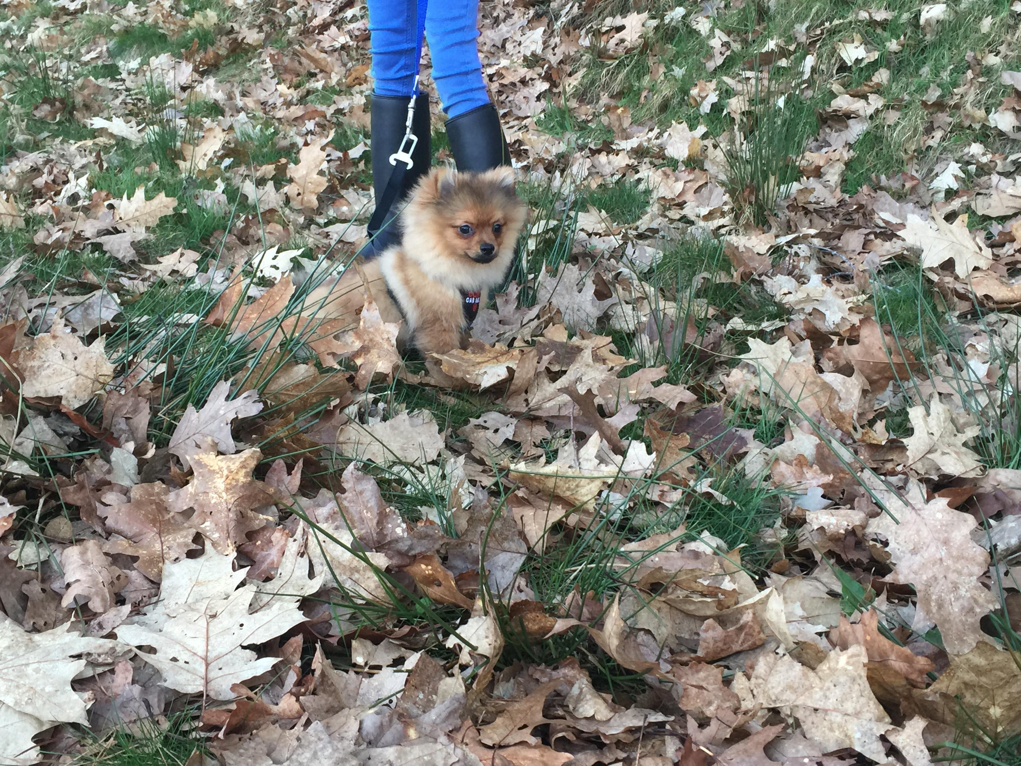 Why is my dog snorting and struggling to breathe like a blockage? | Petco