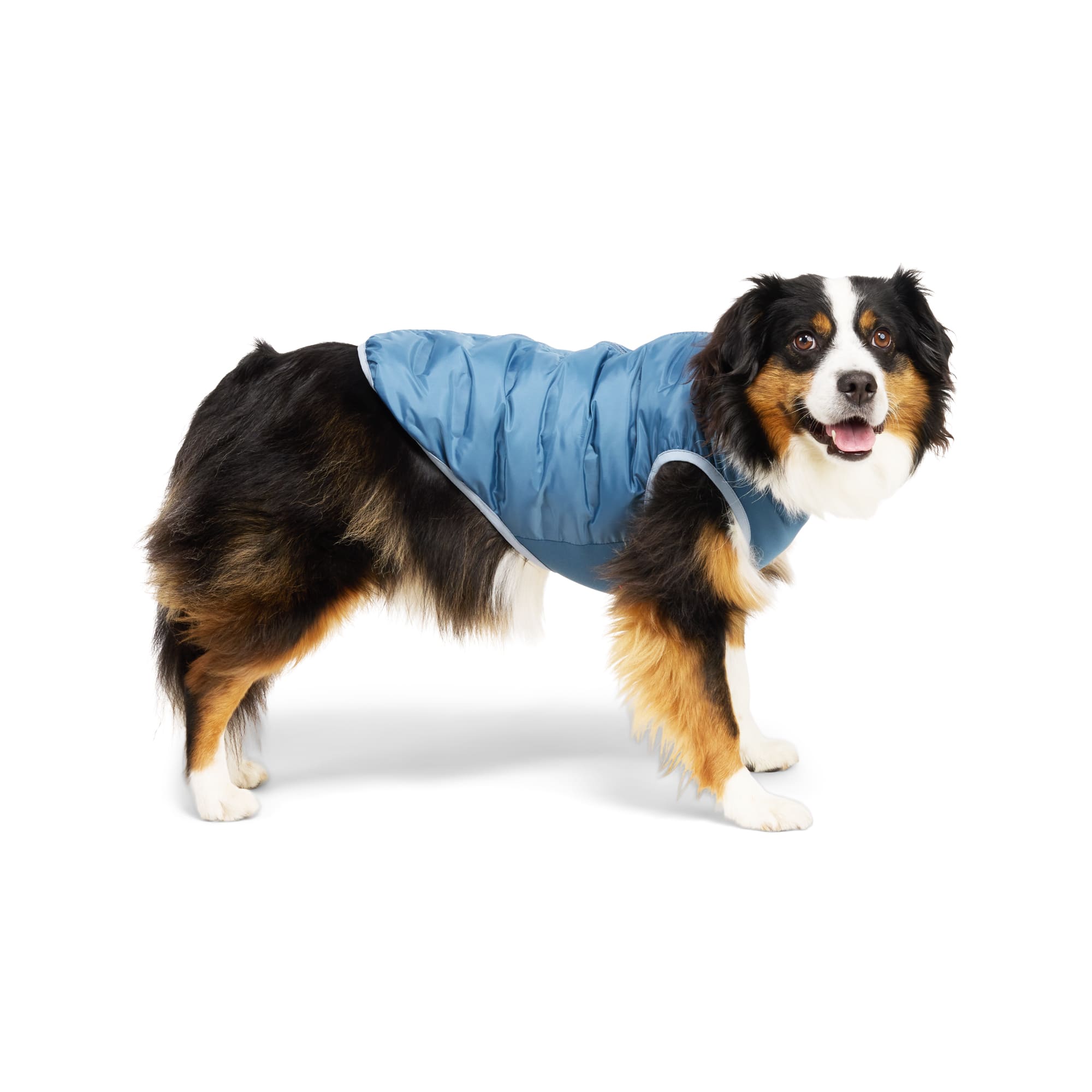 Reddy Quilted Puffer Dog Vest, Blue, X-Small Petco