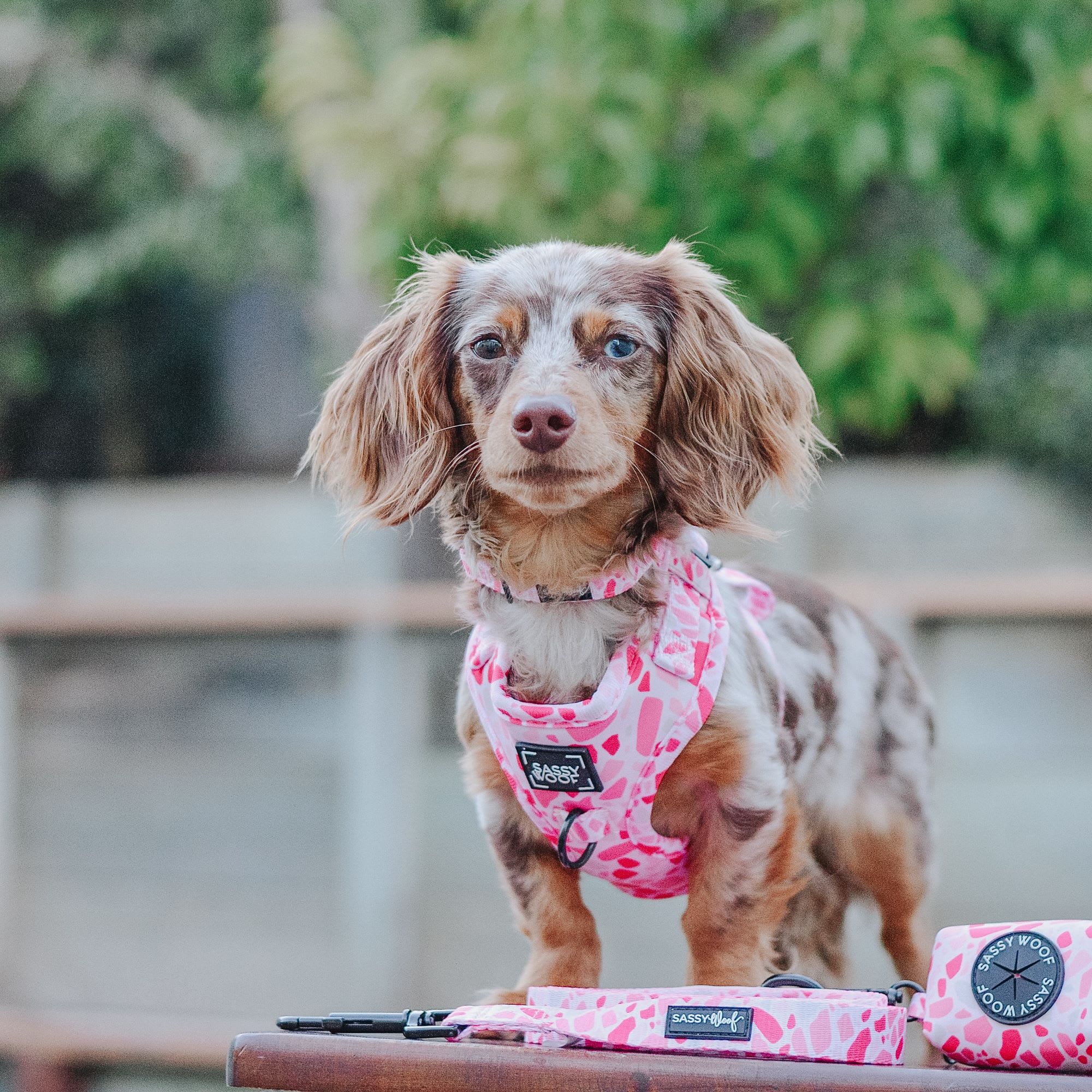 best cat harness leash Arkika Cat Harness and LeashSoft Escape Proof Cat HarnessAipaws  aipaws