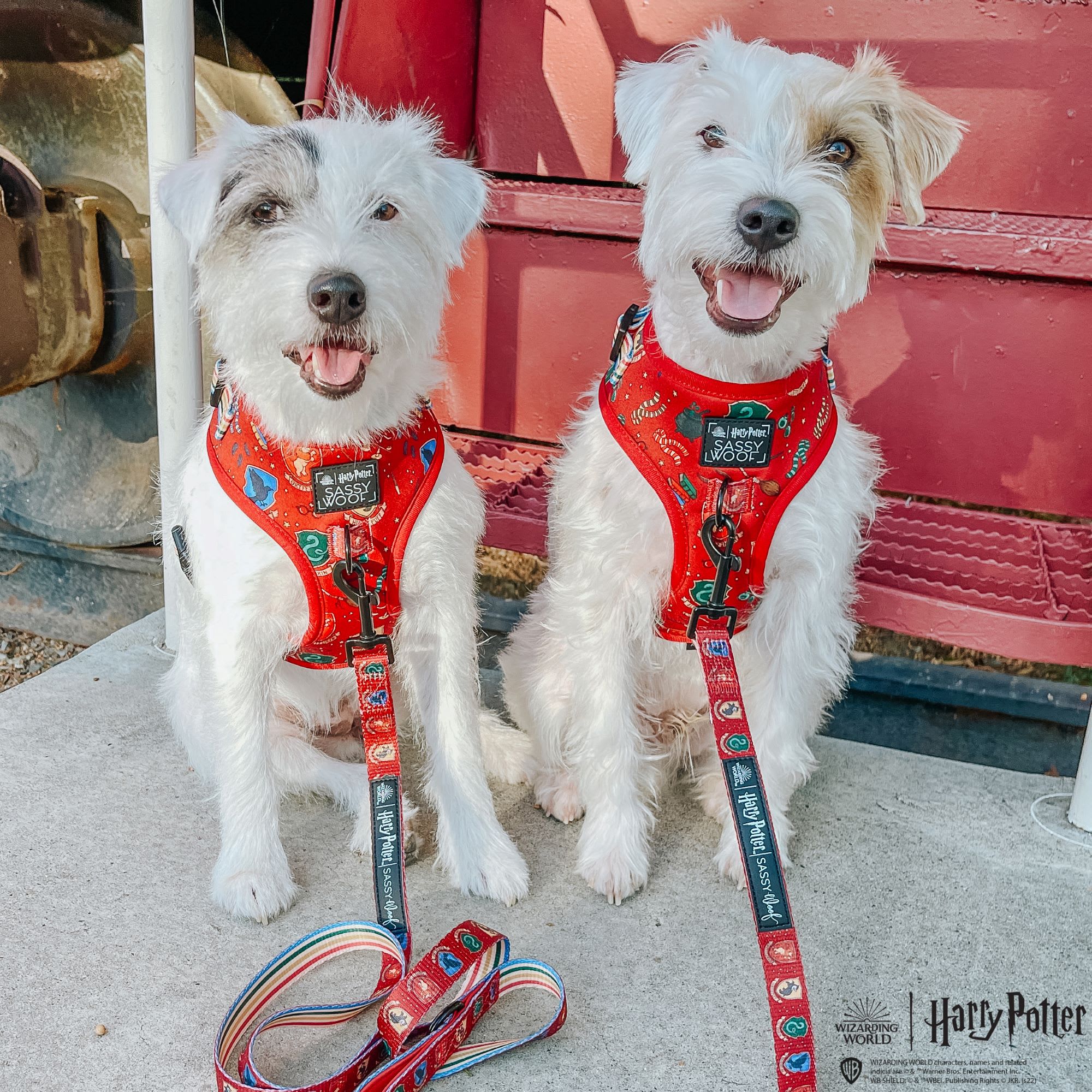 Best Dog Leashes 2026: According to Customer Reviews | Petco