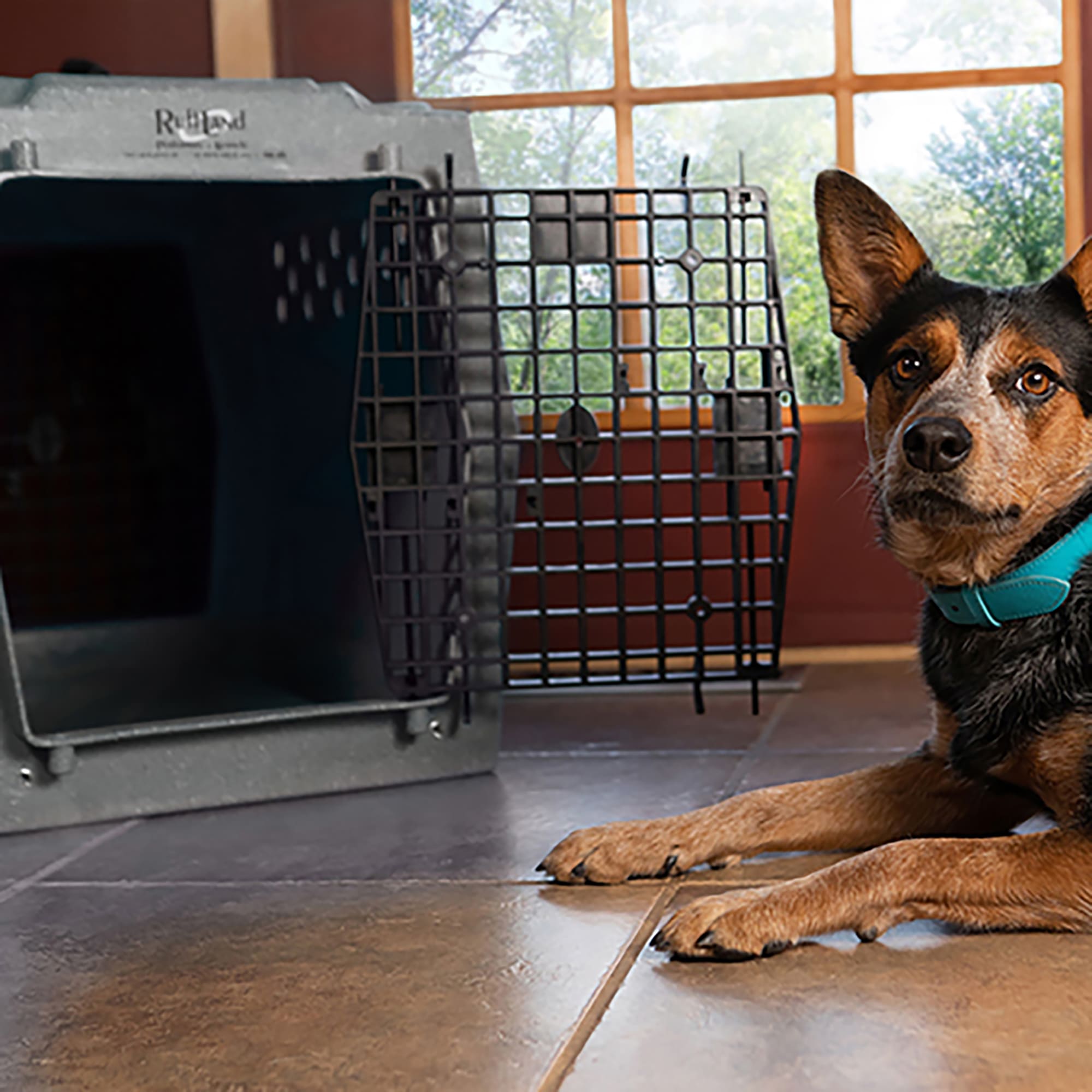 RuffLand Performance Kennels Intermediate Double Door (Front and