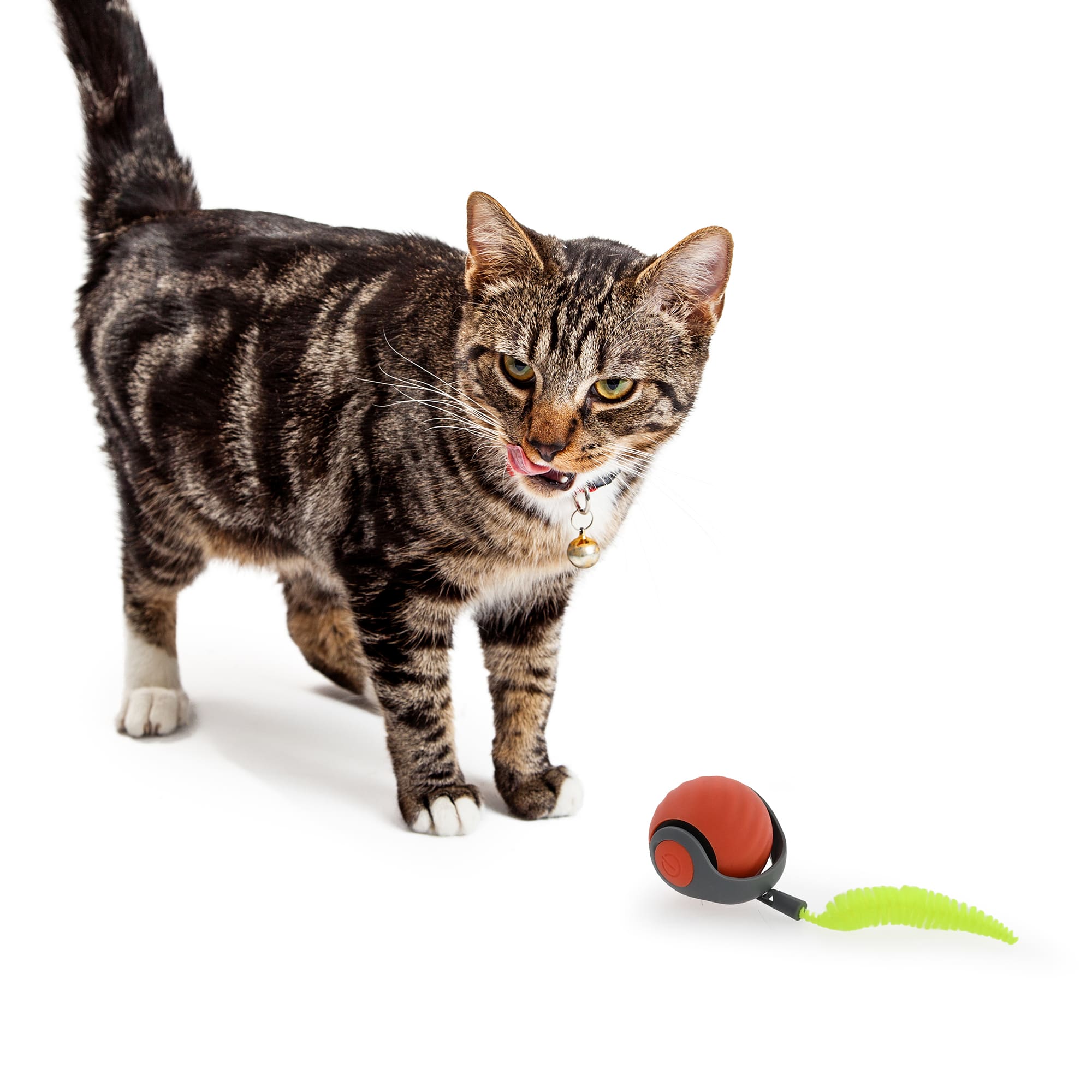 Max & Marlow Electronic Bouncing Ball Cat Toy, Small | Petco