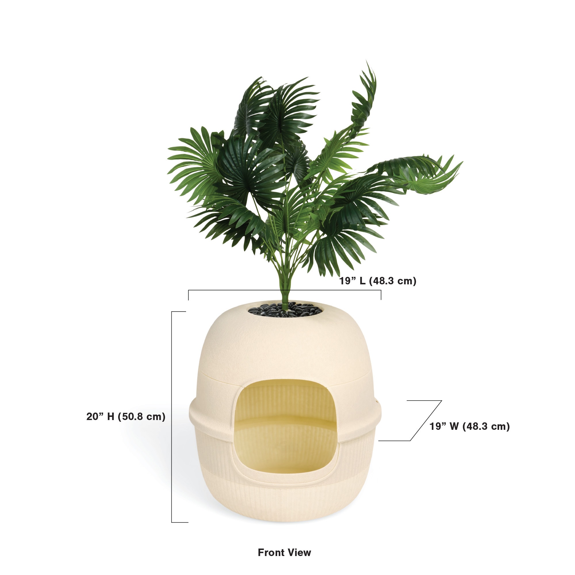 dracaena arborea tree Dracaena arborea multi cane 14" at SPROUT HOME