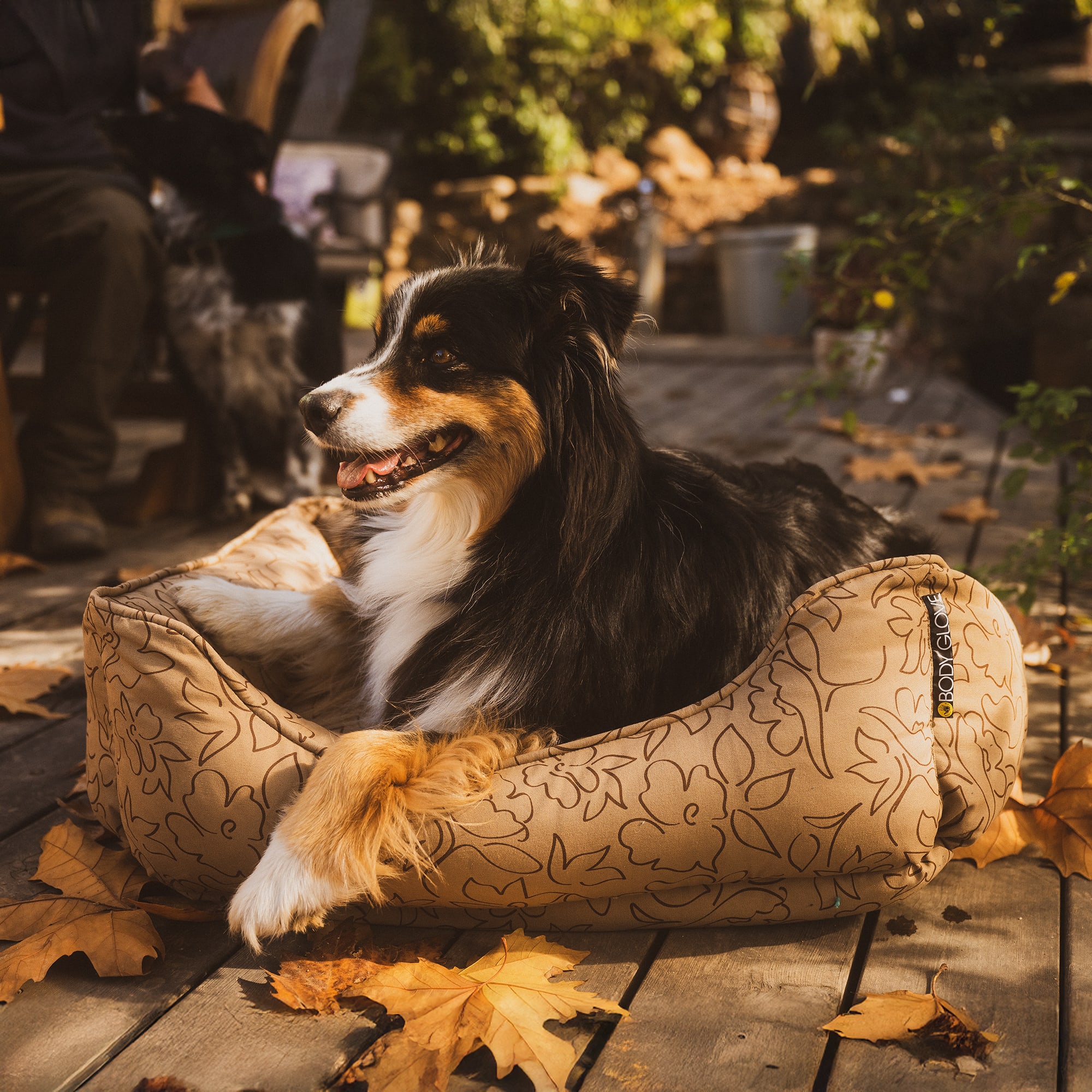 Best Medium Dog Beds 2026: According to Customer Reviews | Petco