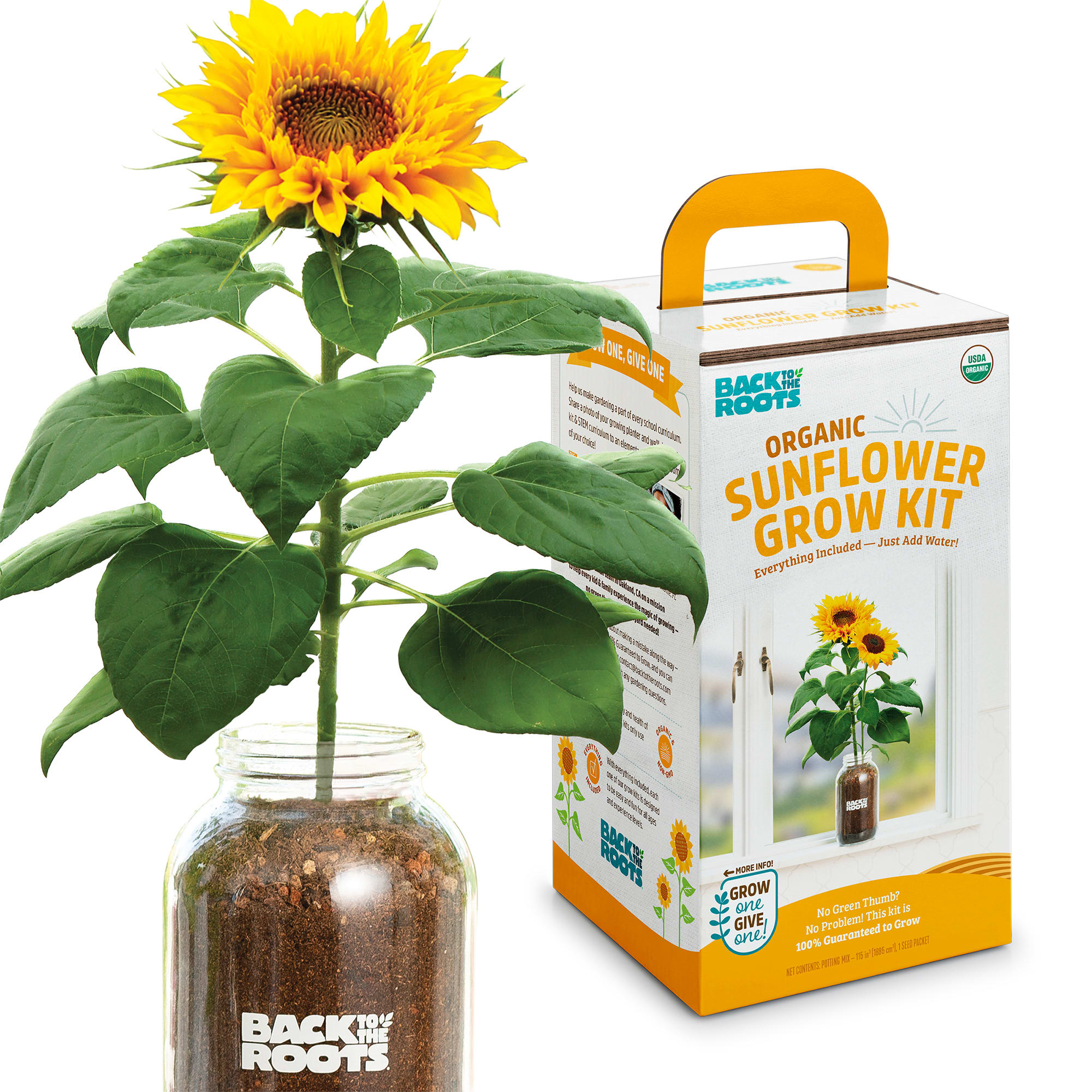 Back to the Roots Organic Sunflower Windowsill Grow Kit, Small