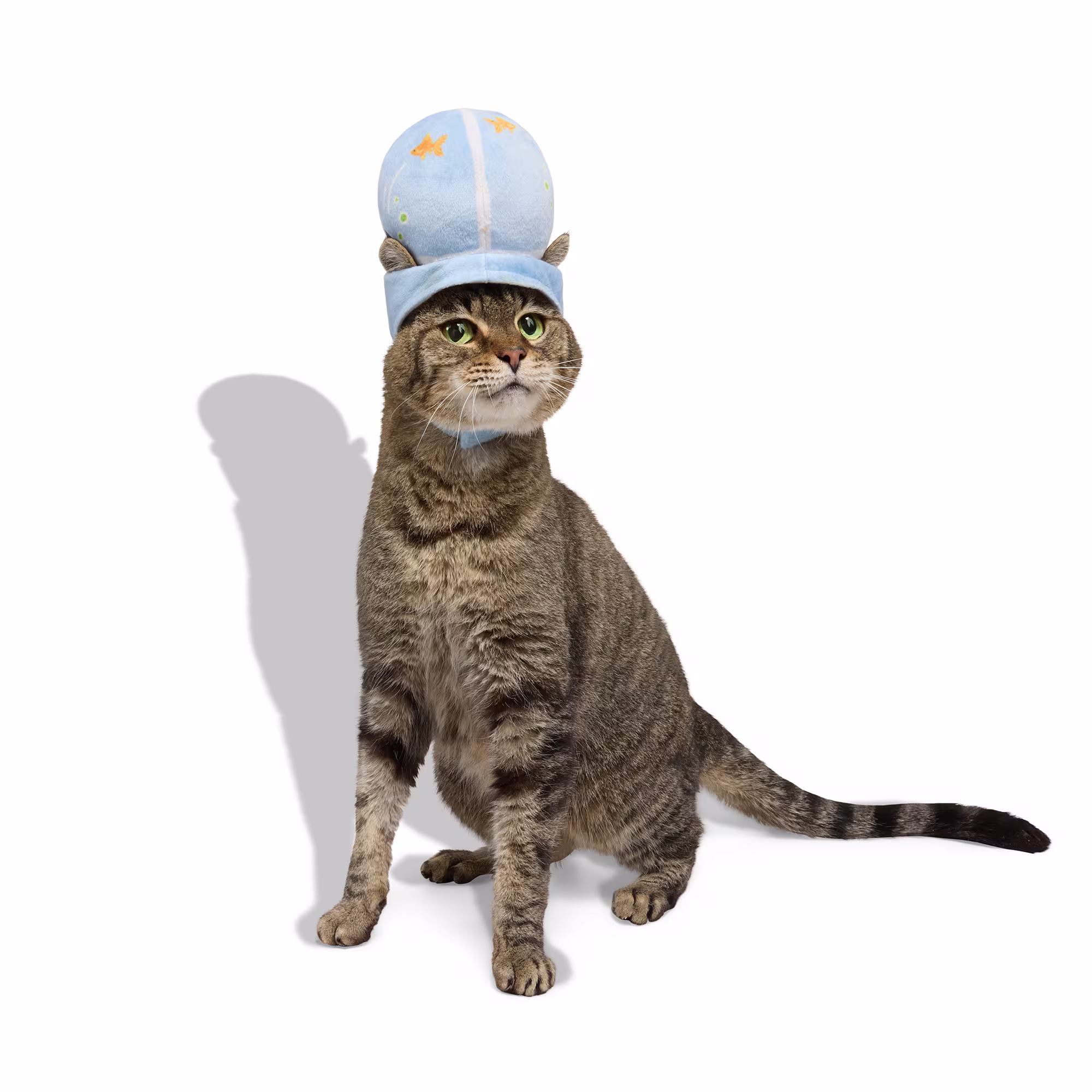 Petco Fishbowl Headpiece Cat Halloween Costume, X-Small | Petco