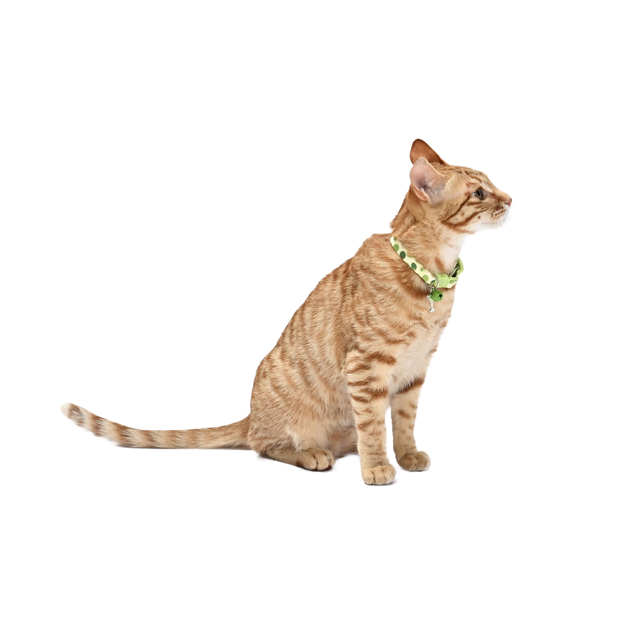 Max & Marlow Olive Martini with Buckle Kitten Collar, Green, X 