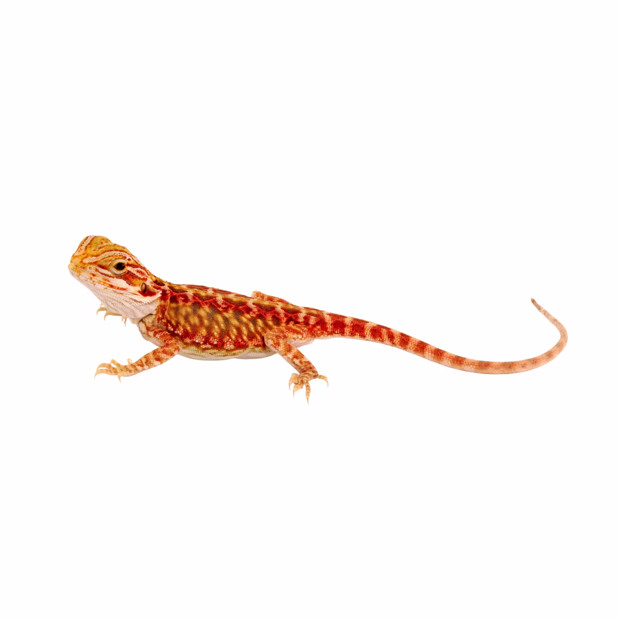 Super Red Bearded Dragon (Pogona vitticeps), 6-8