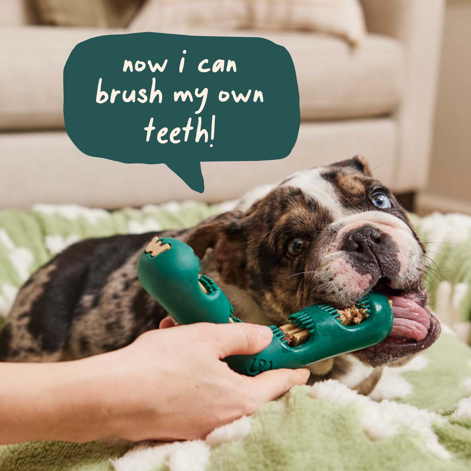 dog with chew toy Barkwow Dog Chew Toys Aggressive Chewers Teeth Cleaning Oral Toothbrus