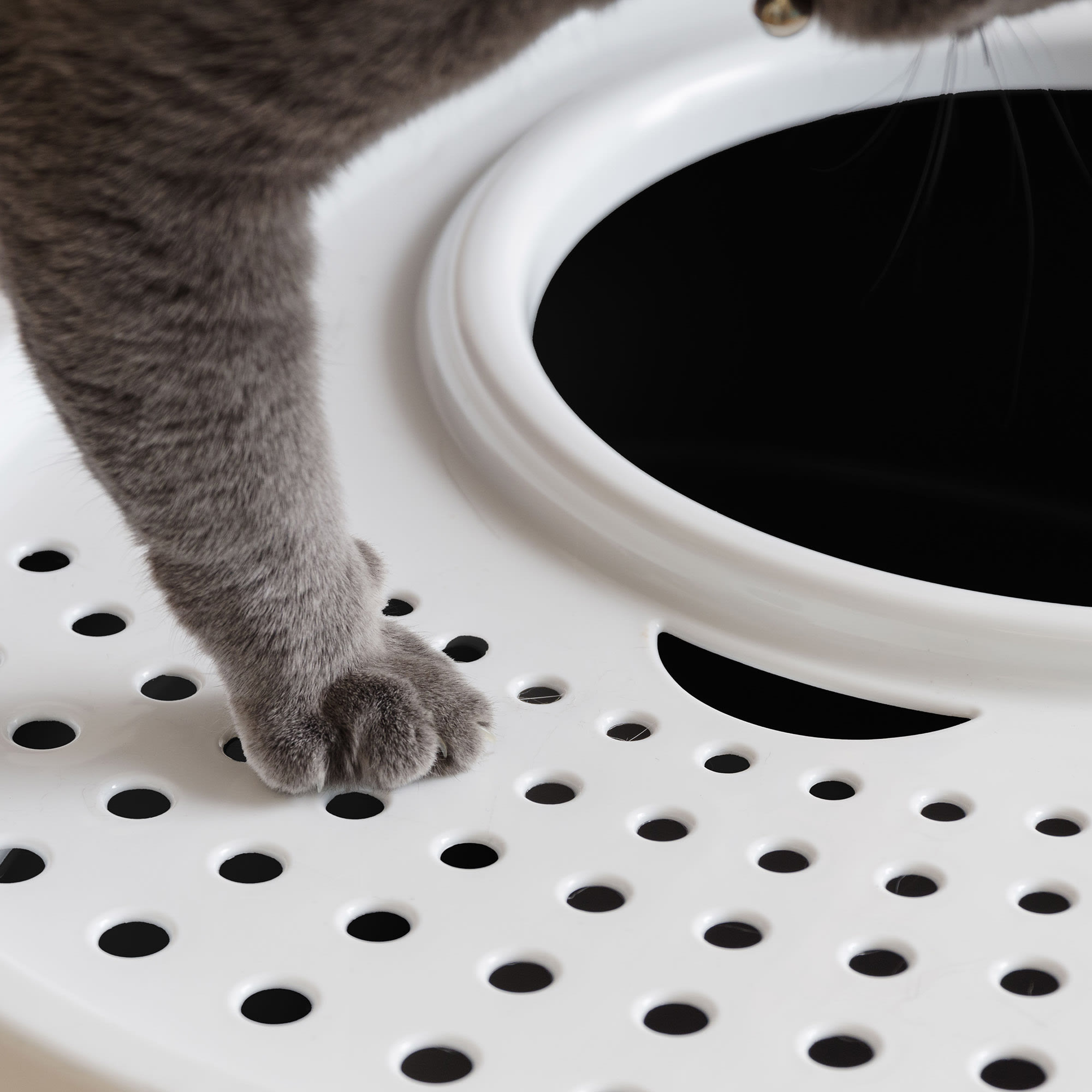 anchor ceramics dog bowl Doppio