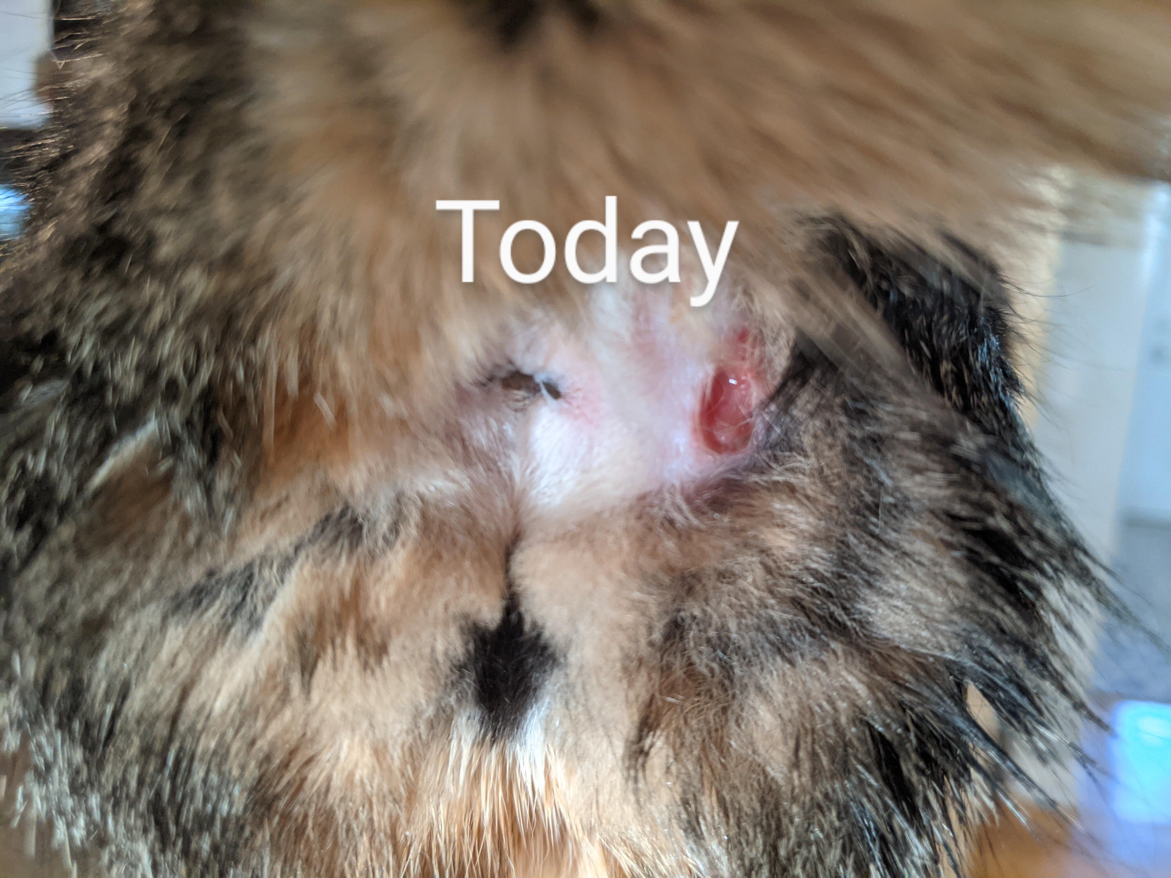 My cat has a wound. Vet or home treatment? Find out now | Petco