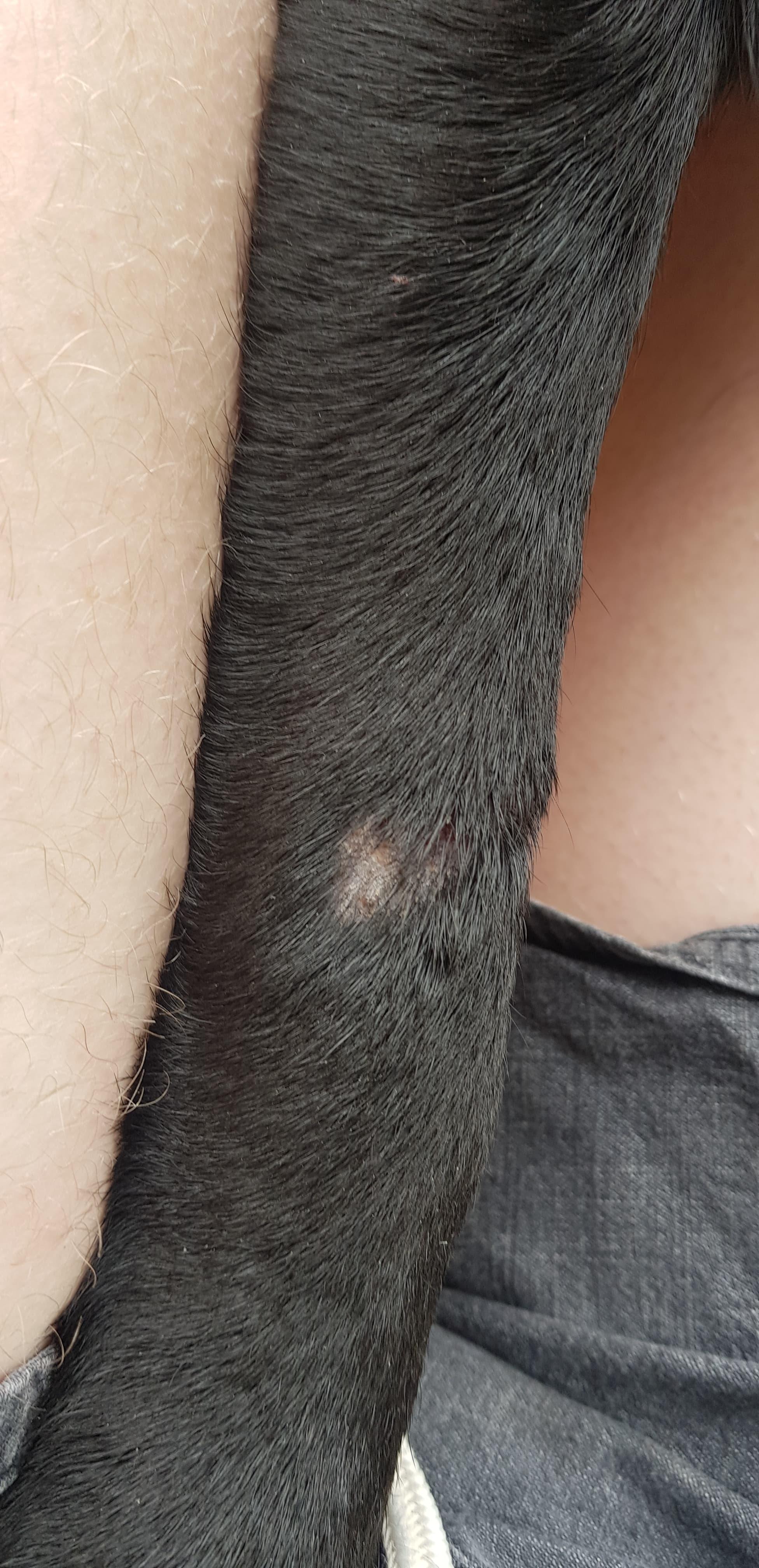 Sore Leg & Hair Loss on Your Black Lab Puppy? Get Help! | Petco