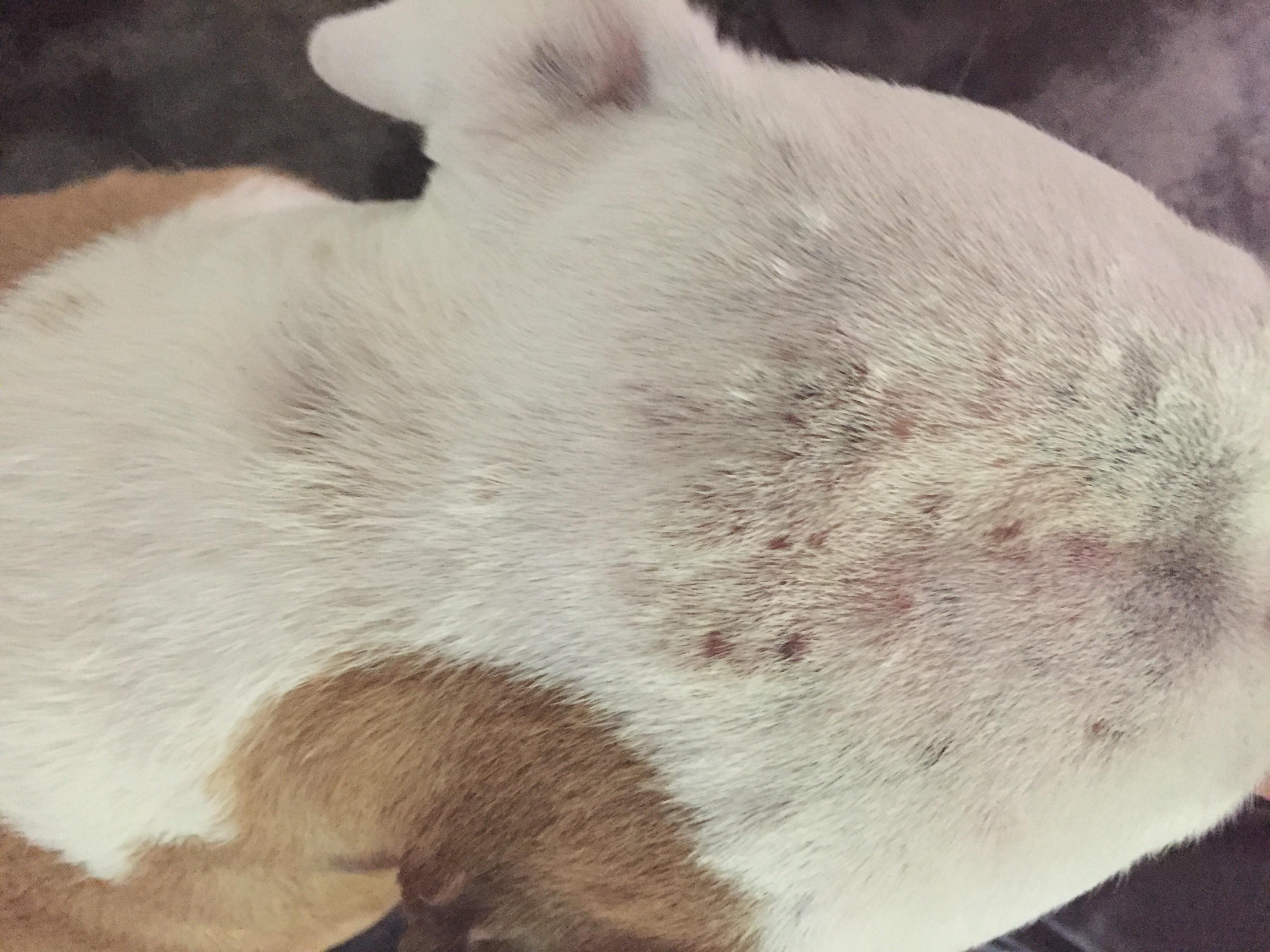 Why is my American Bully mix itching with skin welts and sores? | Petco