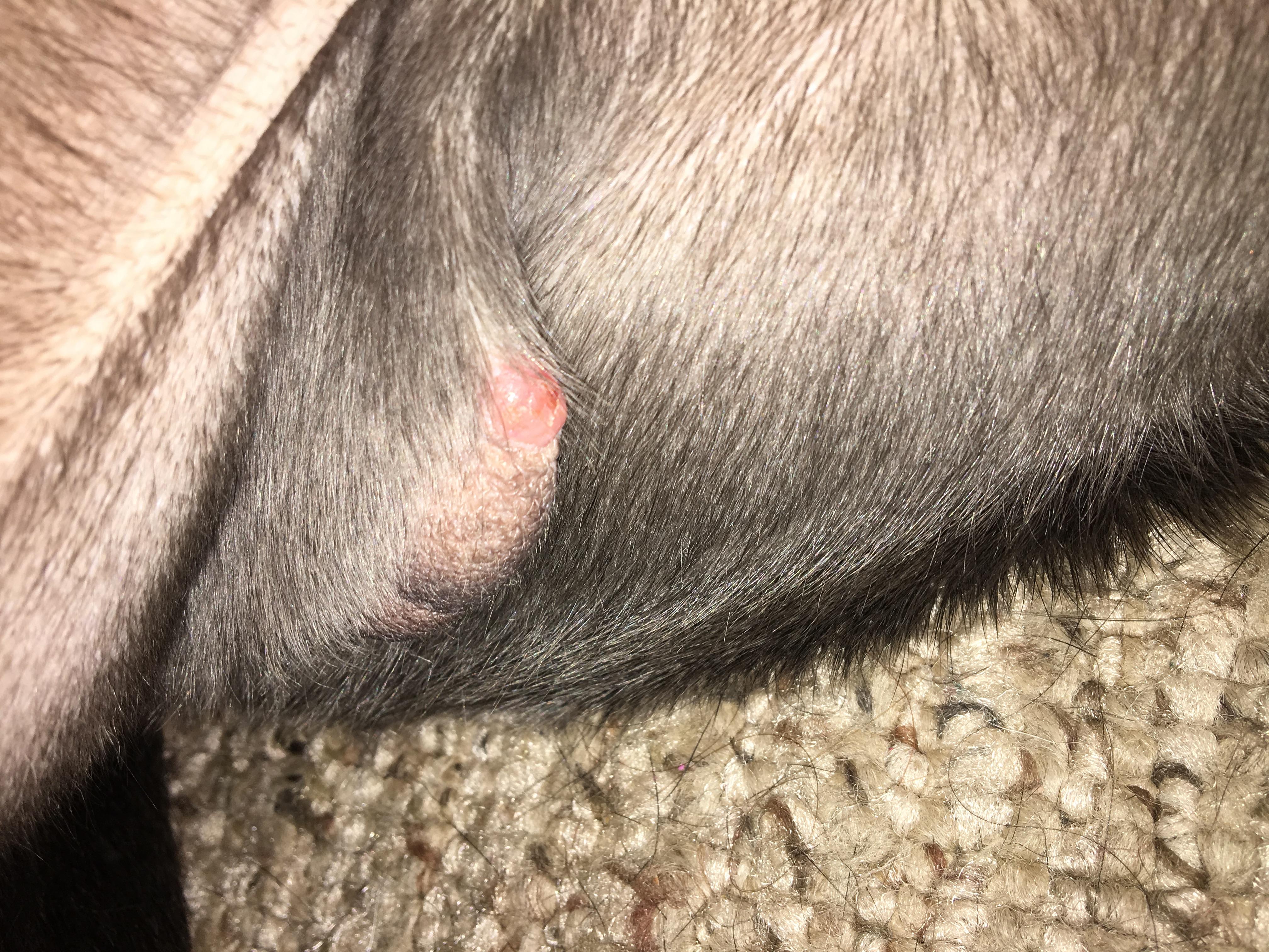 What's that bump on your dog's scrotum? When to see a vet. | Petco