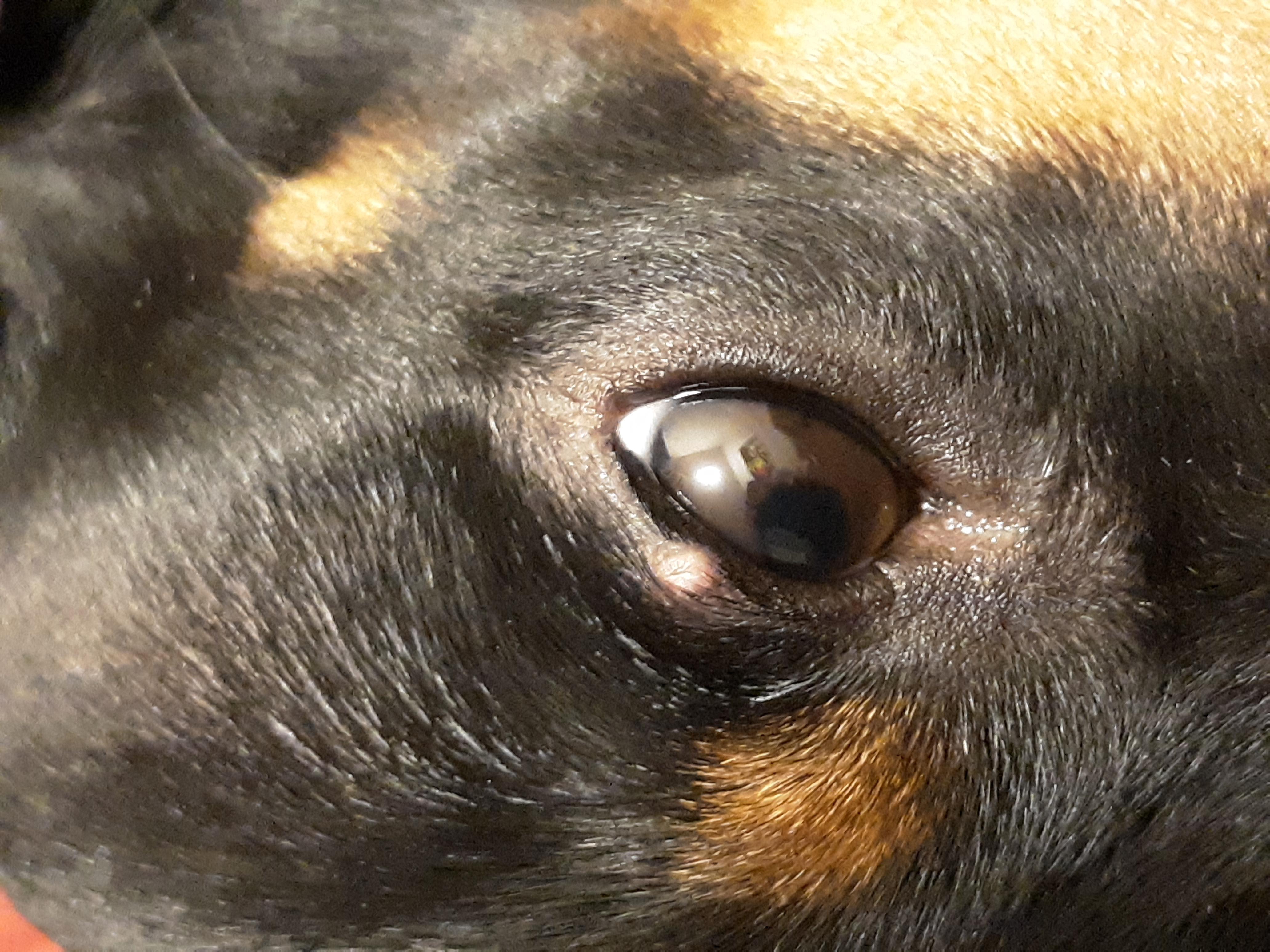 What's this pink, scabby bump on my dog's eyelid? Is it serious? | Petco