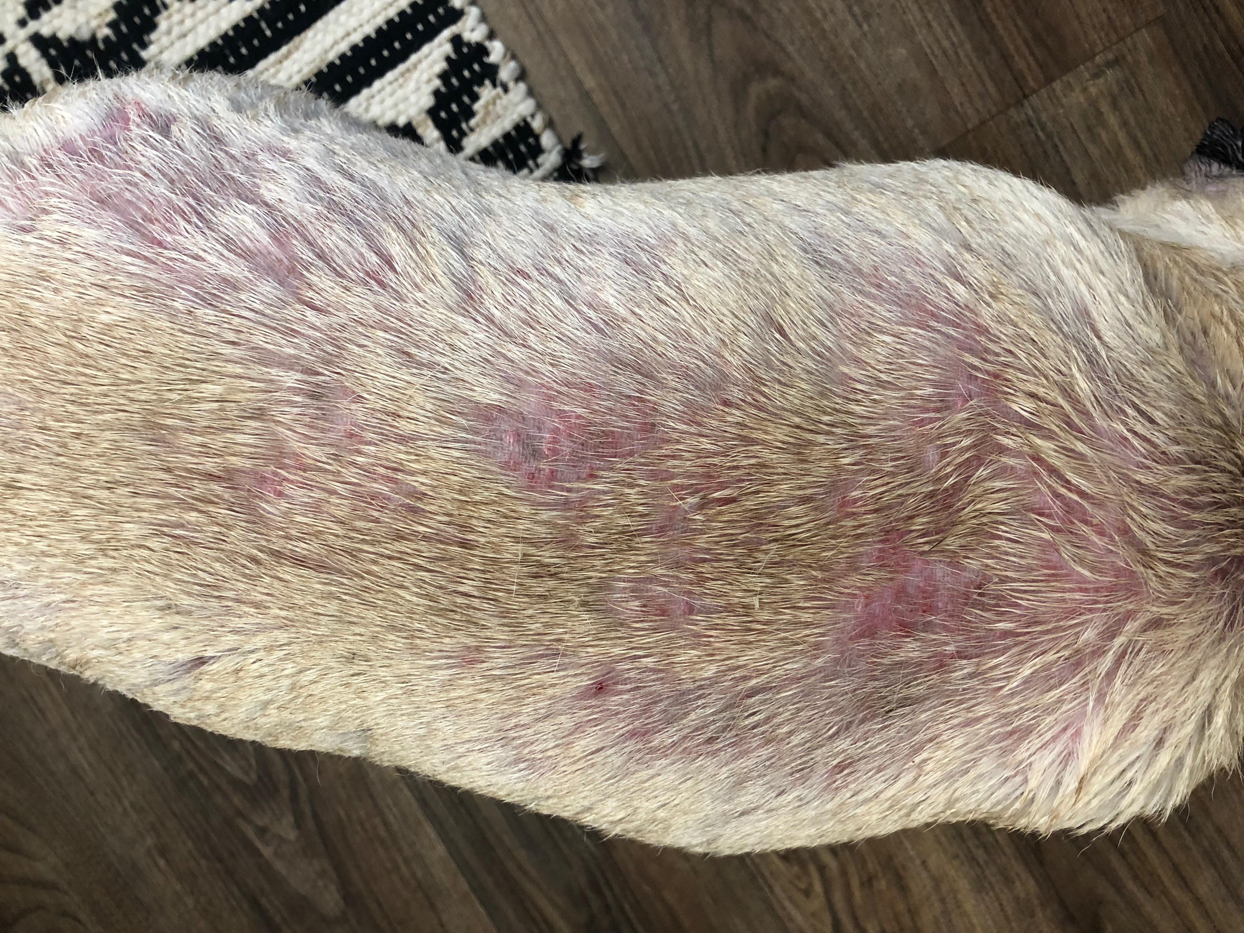 Why does my dog have dry skin, red bumps, hair loss on back? | Petco