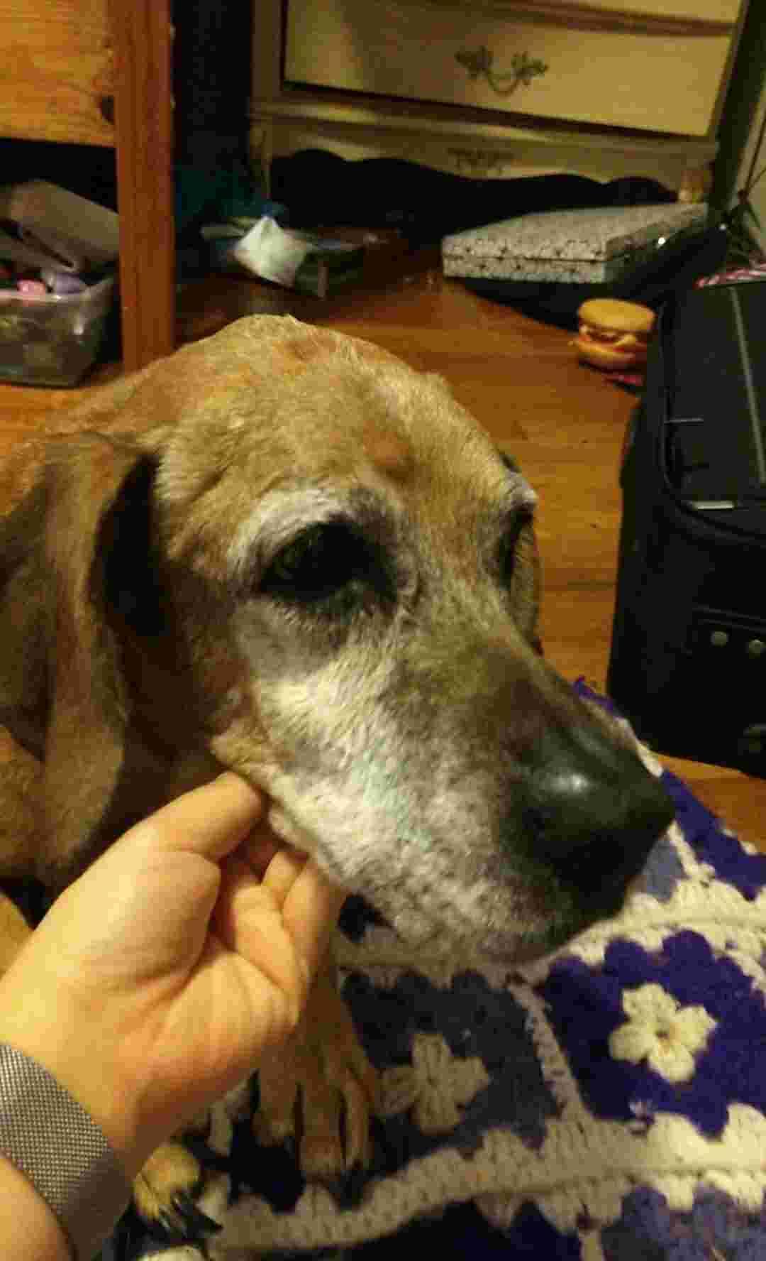 Dog Has Sudden Head Bumps After Tumor Popped: Allergy or New Tumor? | Petco
