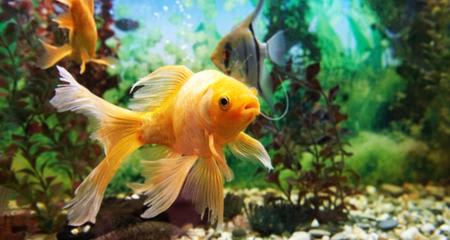 Common Fungal Infections in Aquarium Fish: Causes and Treatment