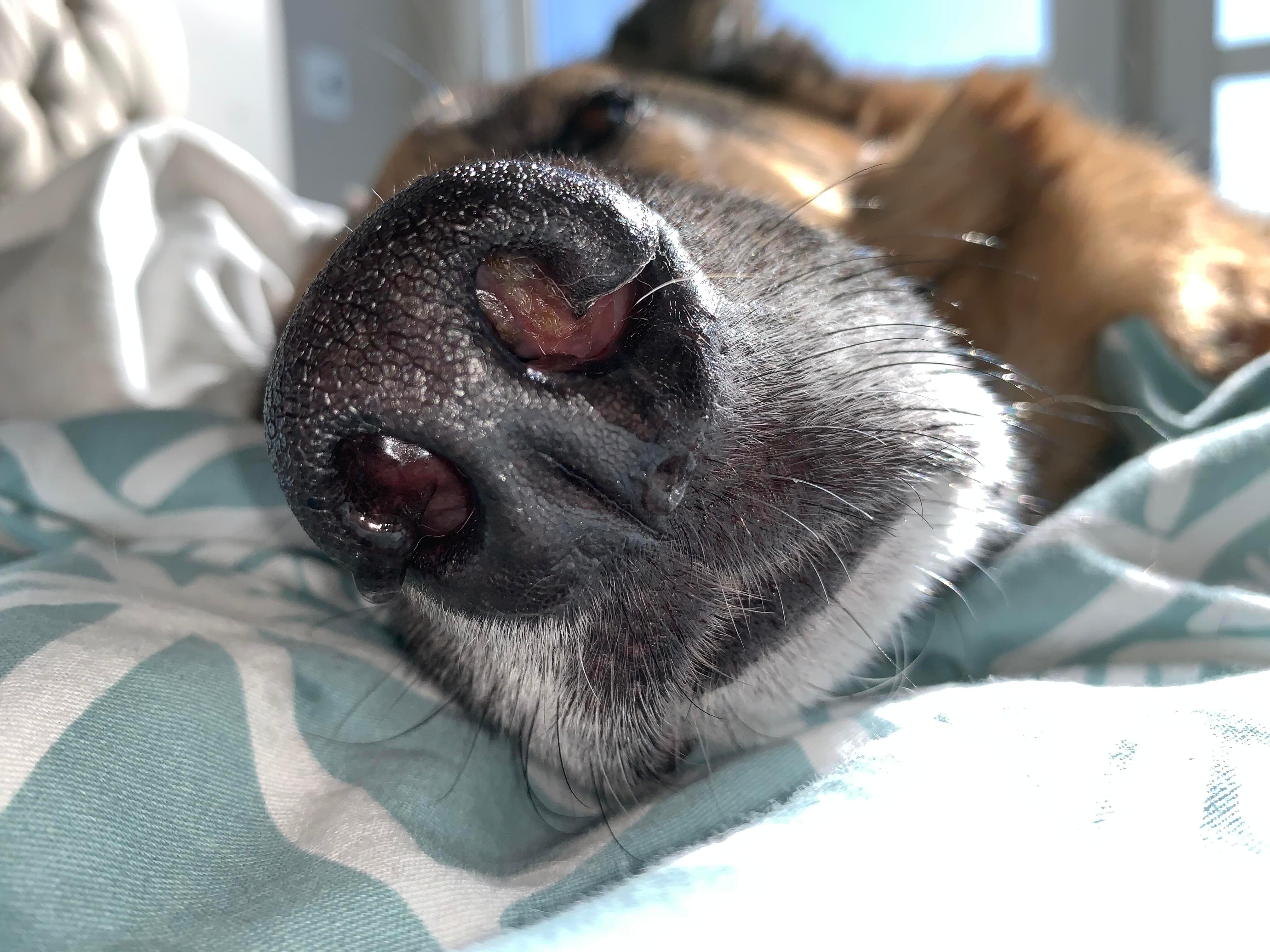 My dog's nostril is red, irritated, and has mucus. What to do? | Petco