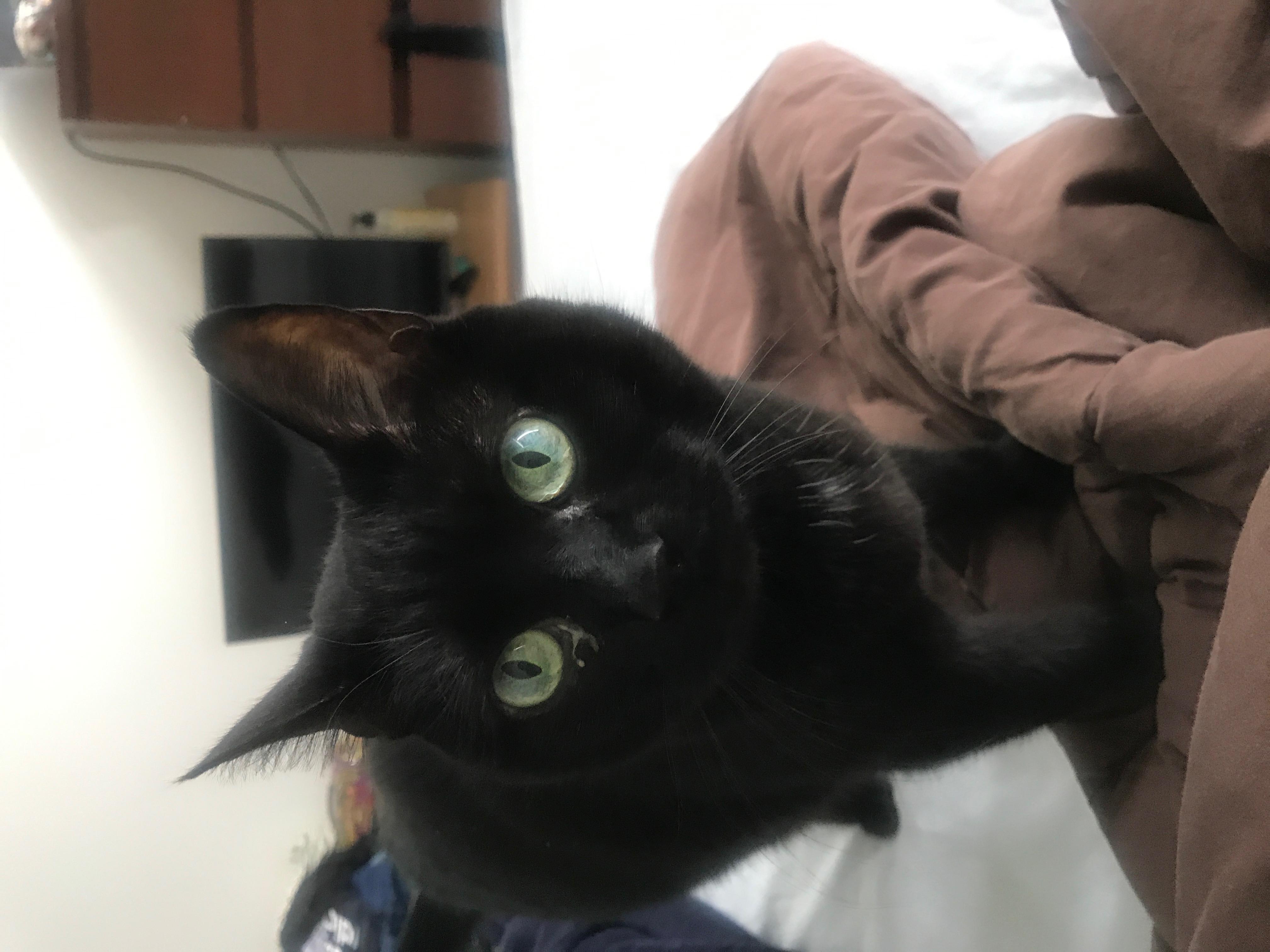 Image showcasing My Cat Has White Eye Discharge: Serious Without Other Symptoms? | Petco