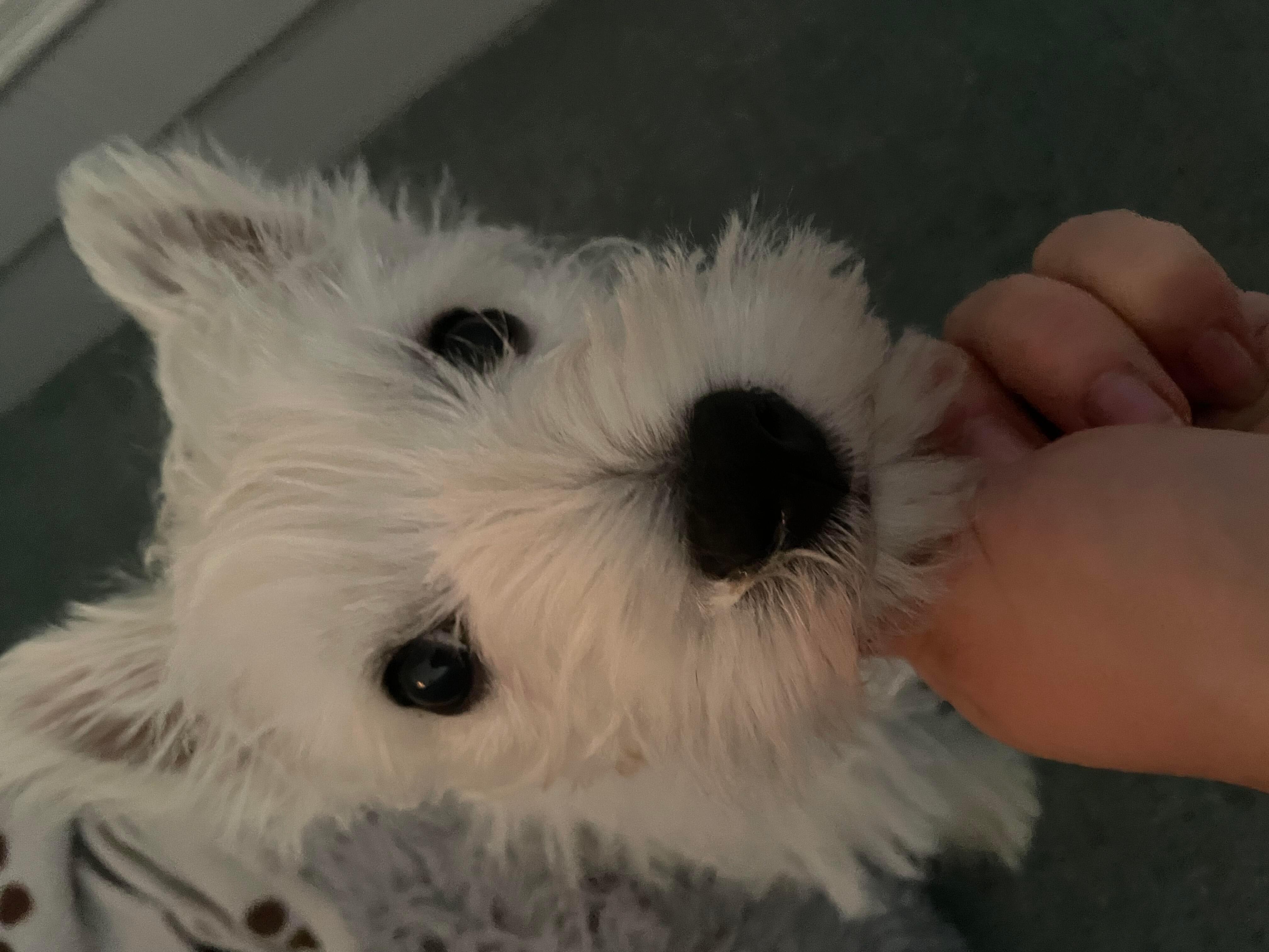 Why Is My Puppy Sneezing, Coughing, Runny Nose, and Snoring? | Petco