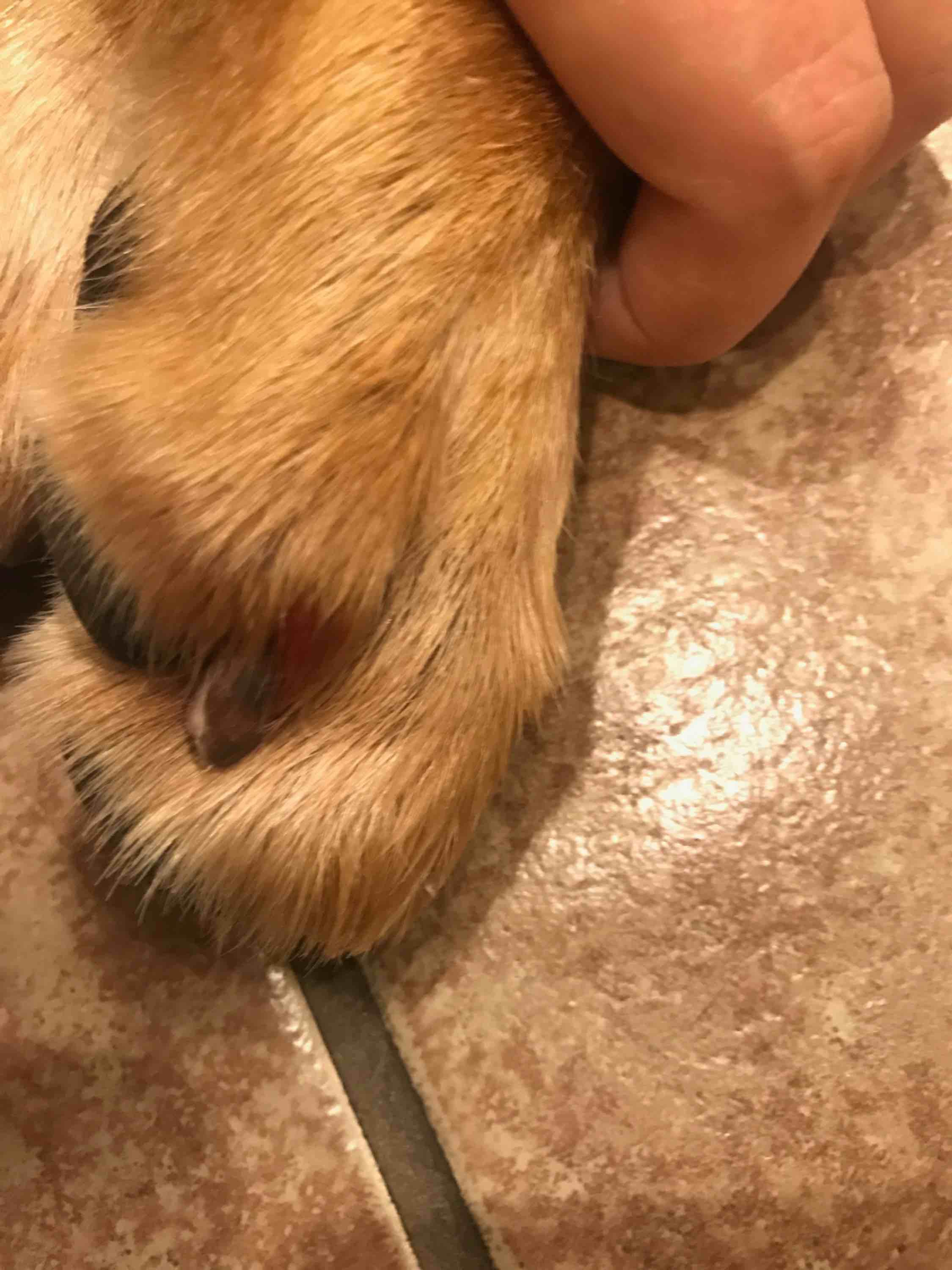 Why is my dog biting paws with black nails, red sores & blood? Petco
