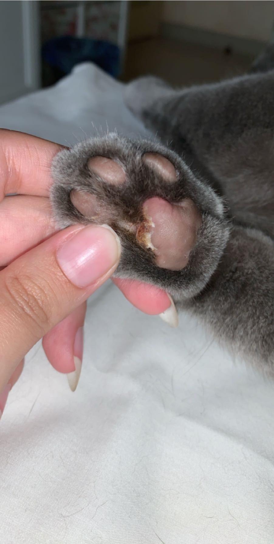 What's on My Cat's Paw? Infection? Does He Need a Vet? | Petco