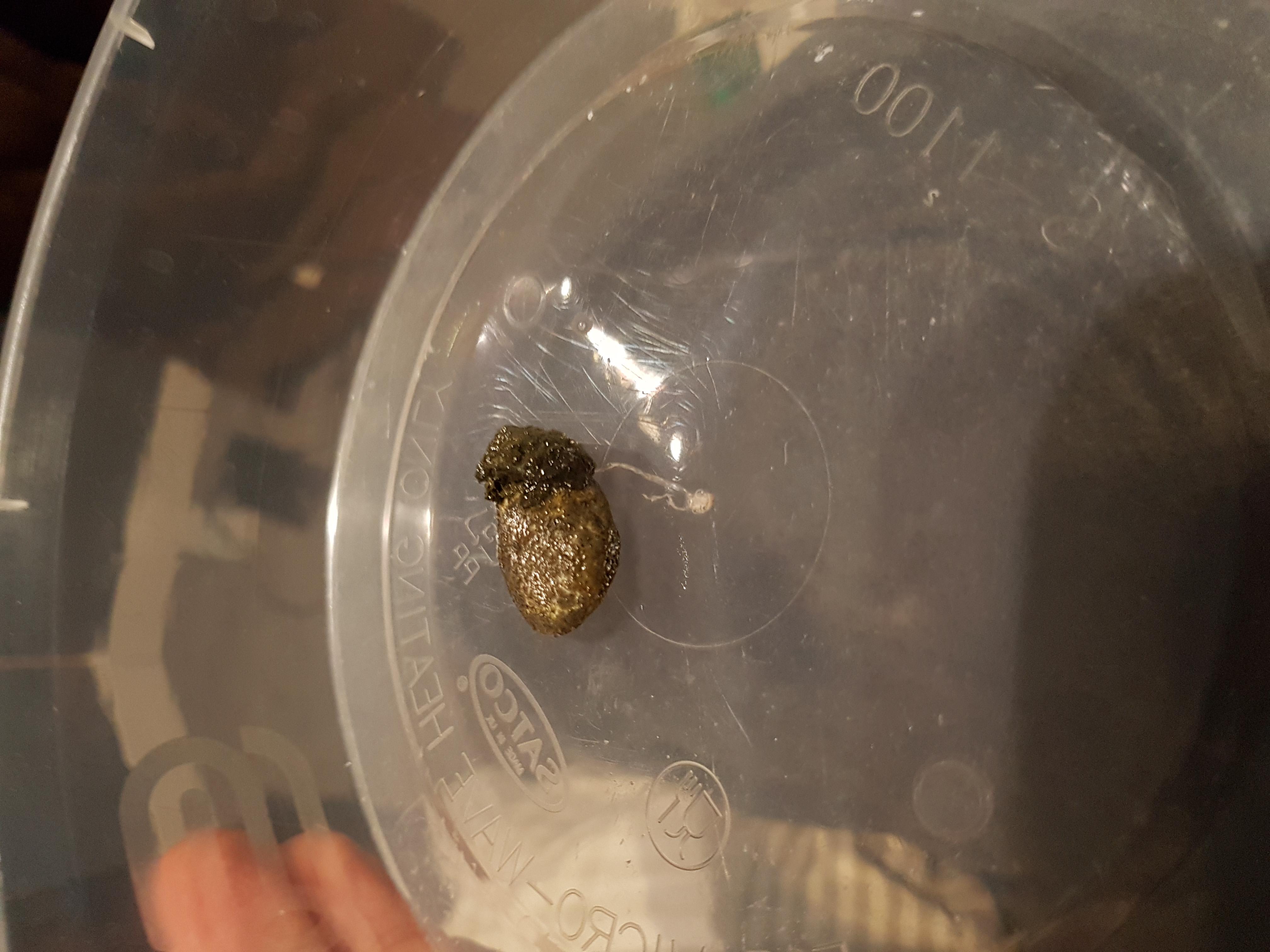 Royal Python Green Poop After Shedding? Should You Worry? | Petco