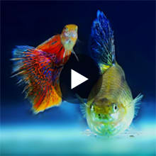 Saltwater Fish | Petco