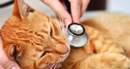Lymphadenitis in Cats