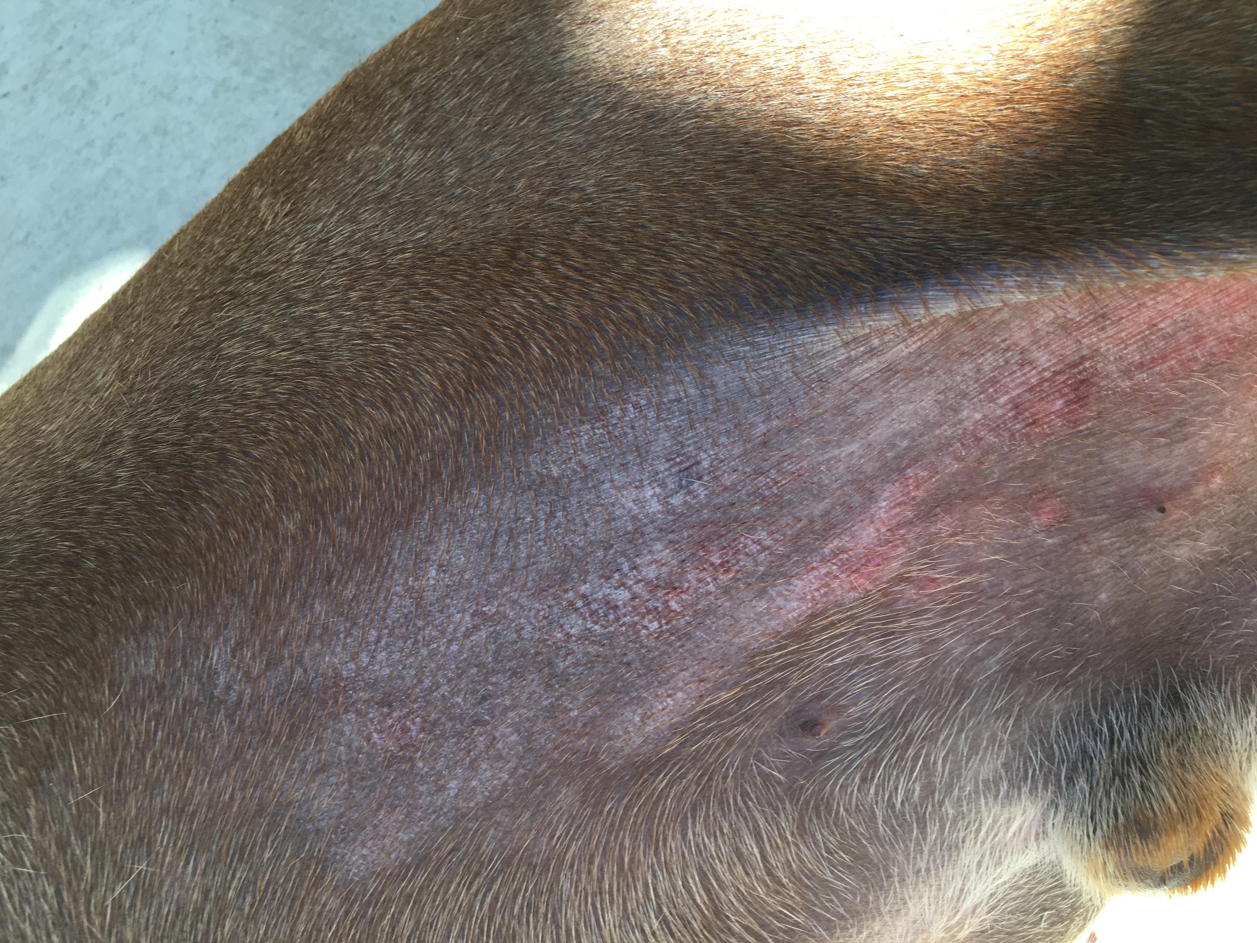 Dog Has Rash with White Bumps on Genitals? Causes & Care | Petco