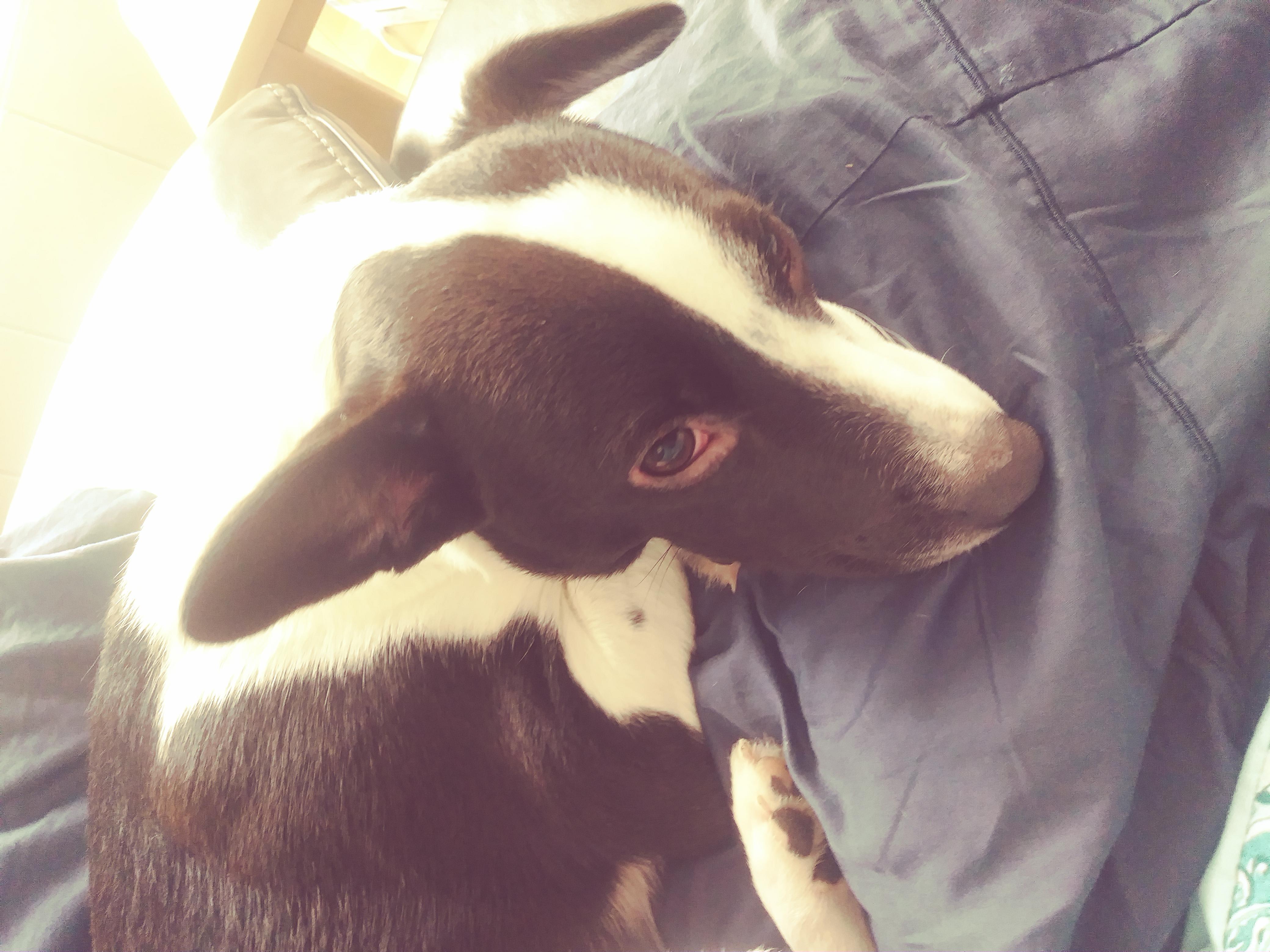 My Dog Has Red, Itchy Eyes & Ears: Allergies? Benadryl or Vet? | Petco